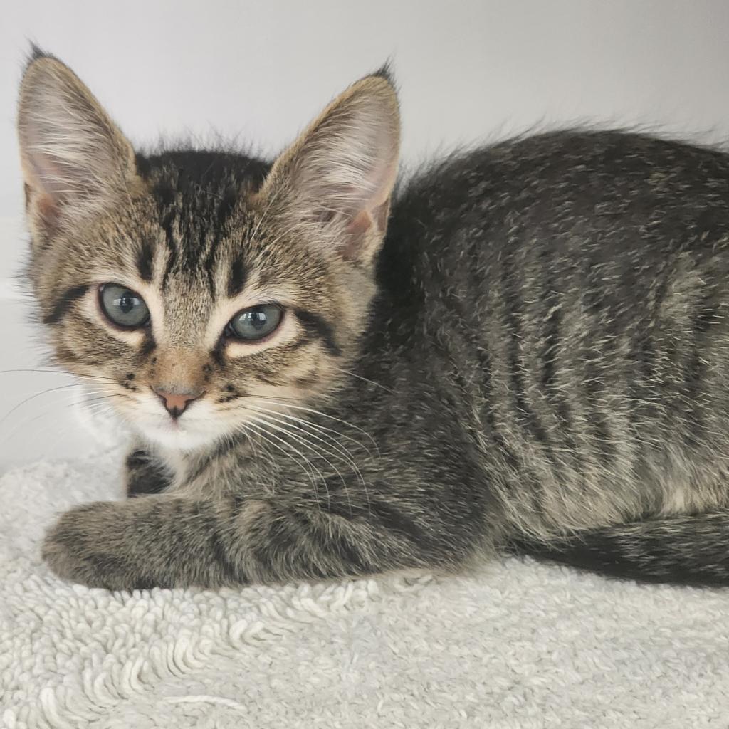Enlarge Katsu, a Adoptable Domestic Short Hair in Las Cruces, NM image 5/6
