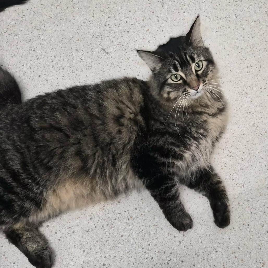 Enlarge Katsu, a Adoptable Domestic Short Hair in Las Cruces, NM image 6/6