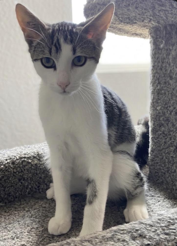 Marten, Adoptable, Young Male Domestic Short Hair.