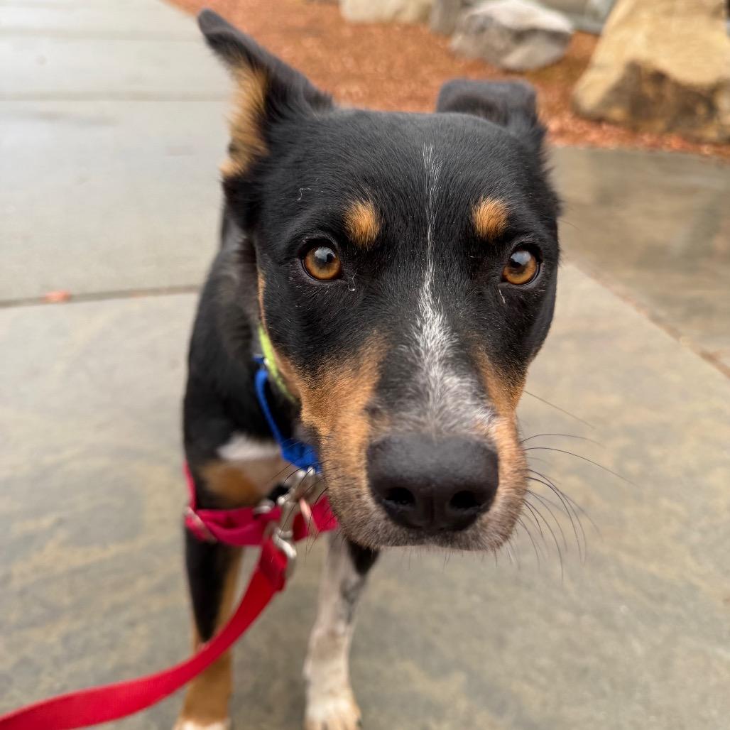 Enlarge Arrow, a Adoptable mixed breed in Murray, UT image 1/4