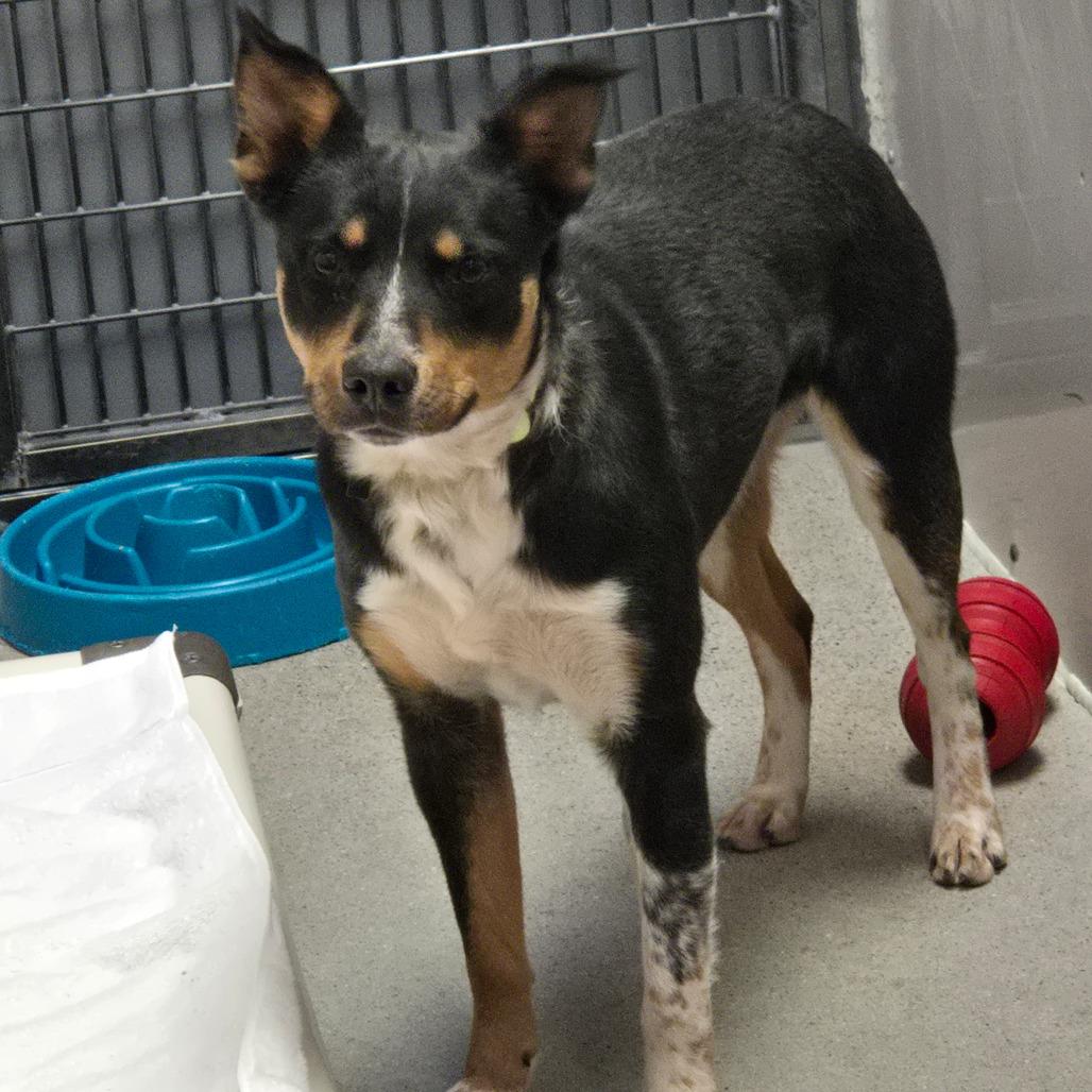 Enlarge Arrow, a Adoptable mixed breed in Murray, UT image 2/4