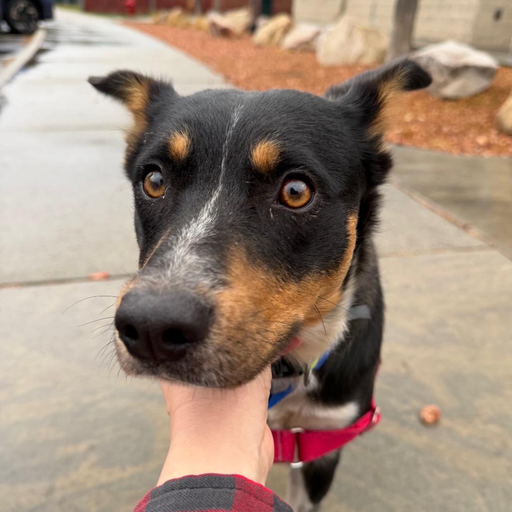 Enlarge Arrow, a Adoptable mixed breed in Murray, UT image 4/4
