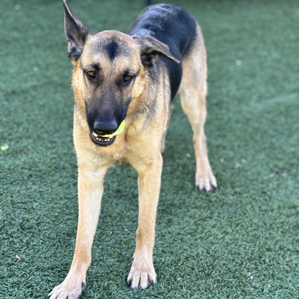 Smokey, Adoptable, Adult Male German Shepherd Dog.
