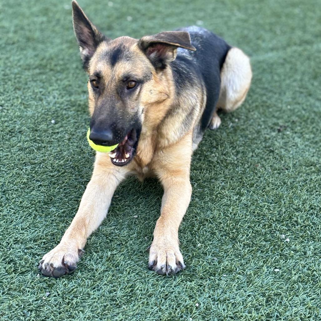 Enlarge Smokey, a Adoptable German Shepherd Dog in Henderson, NV image 2/6