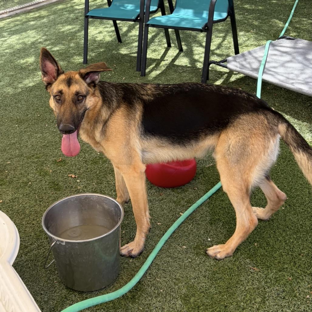 Enlarge Smokey, a Adoptable German Shepherd Dog in Henderson, NV image 3/6