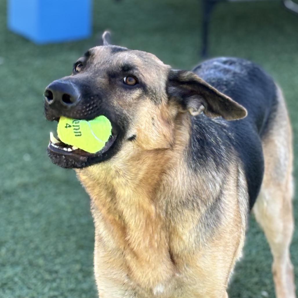 Enlarge Smokey, a Adoptable German Shepherd Dog in Henderson, NV image 4/6