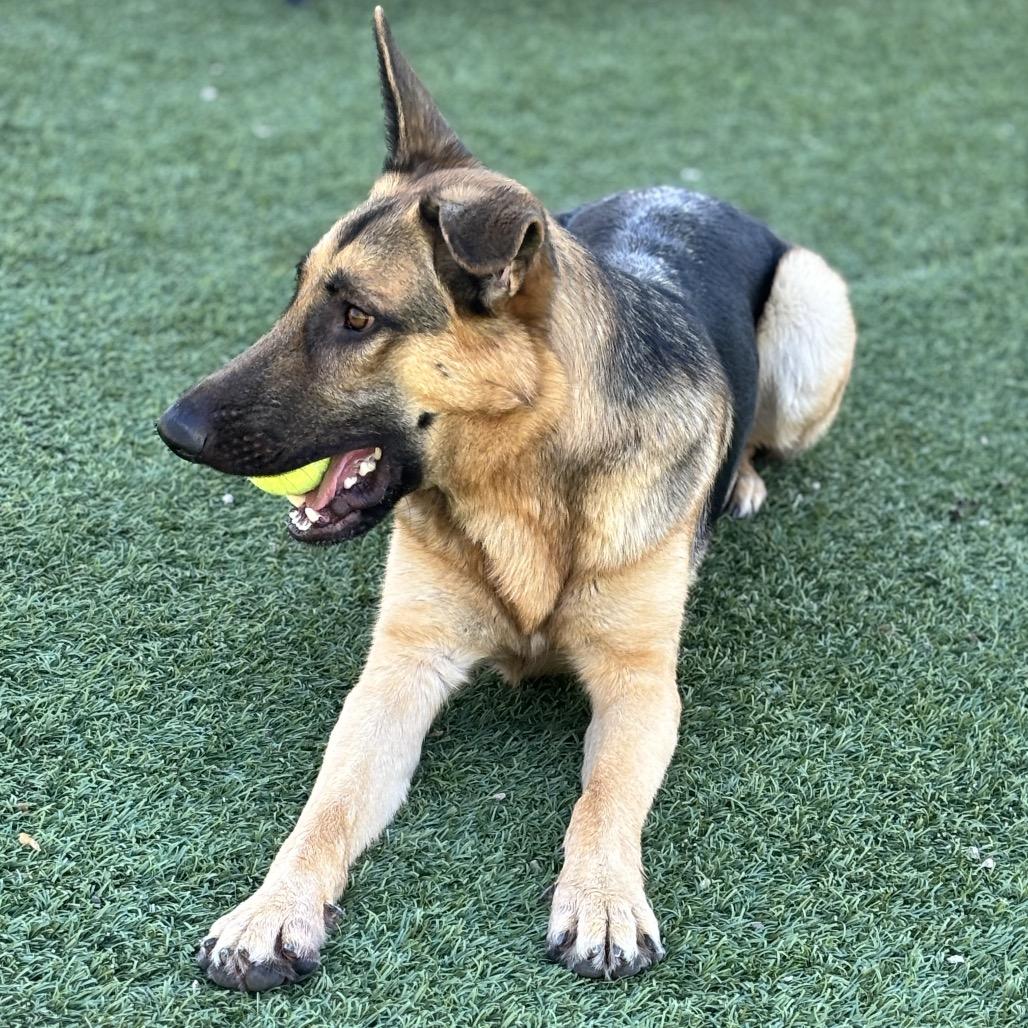 Enlarge Smokey, a Adoptable German Shepherd Dog in Henderson, NV image 5/6