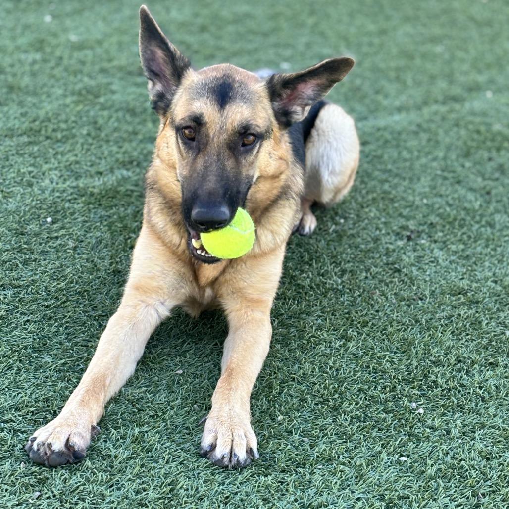Enlarge Smokey, a Adoptable German Shepherd Dog in Henderson, NV image 6/6