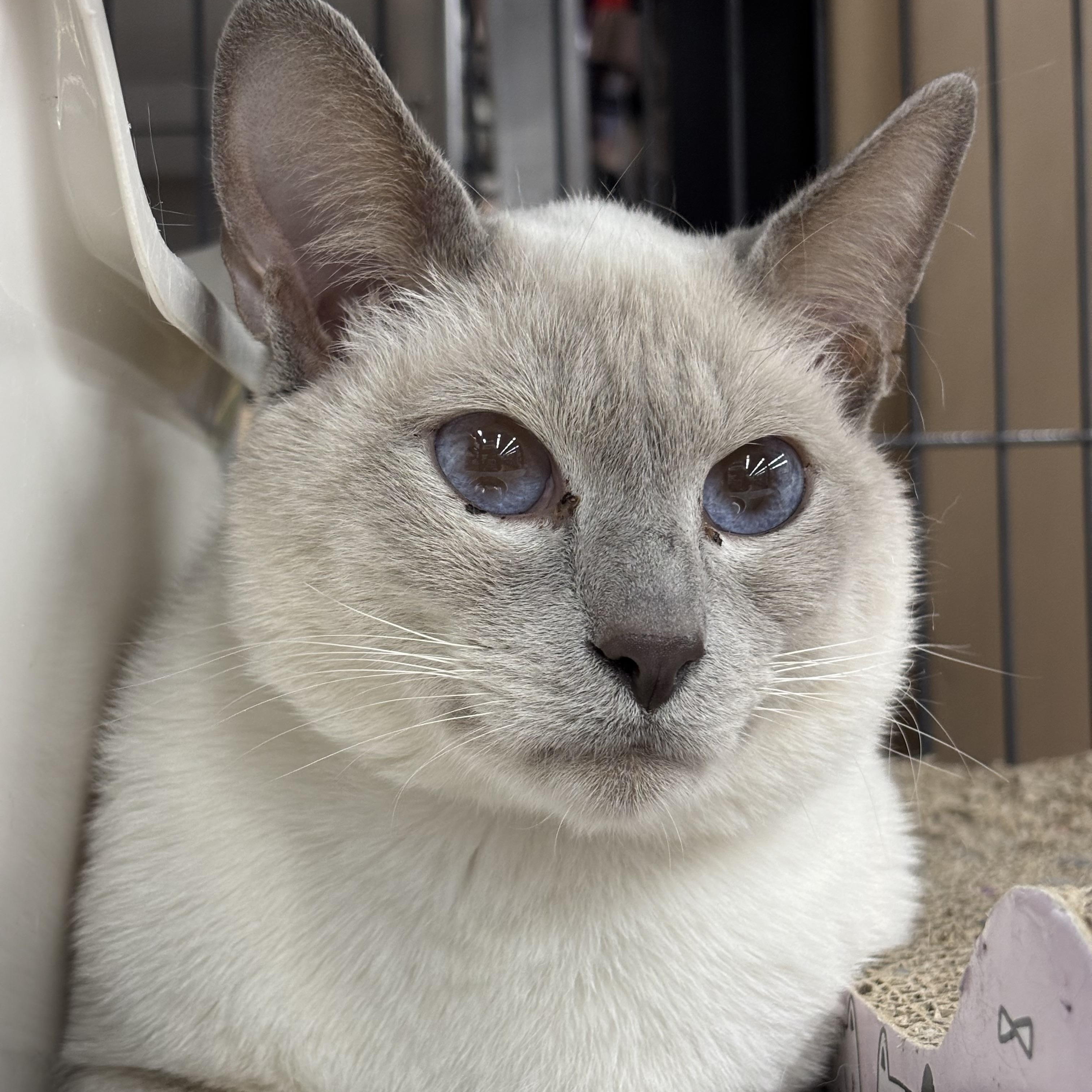 Moe, adopted, Adult Male Siamese.