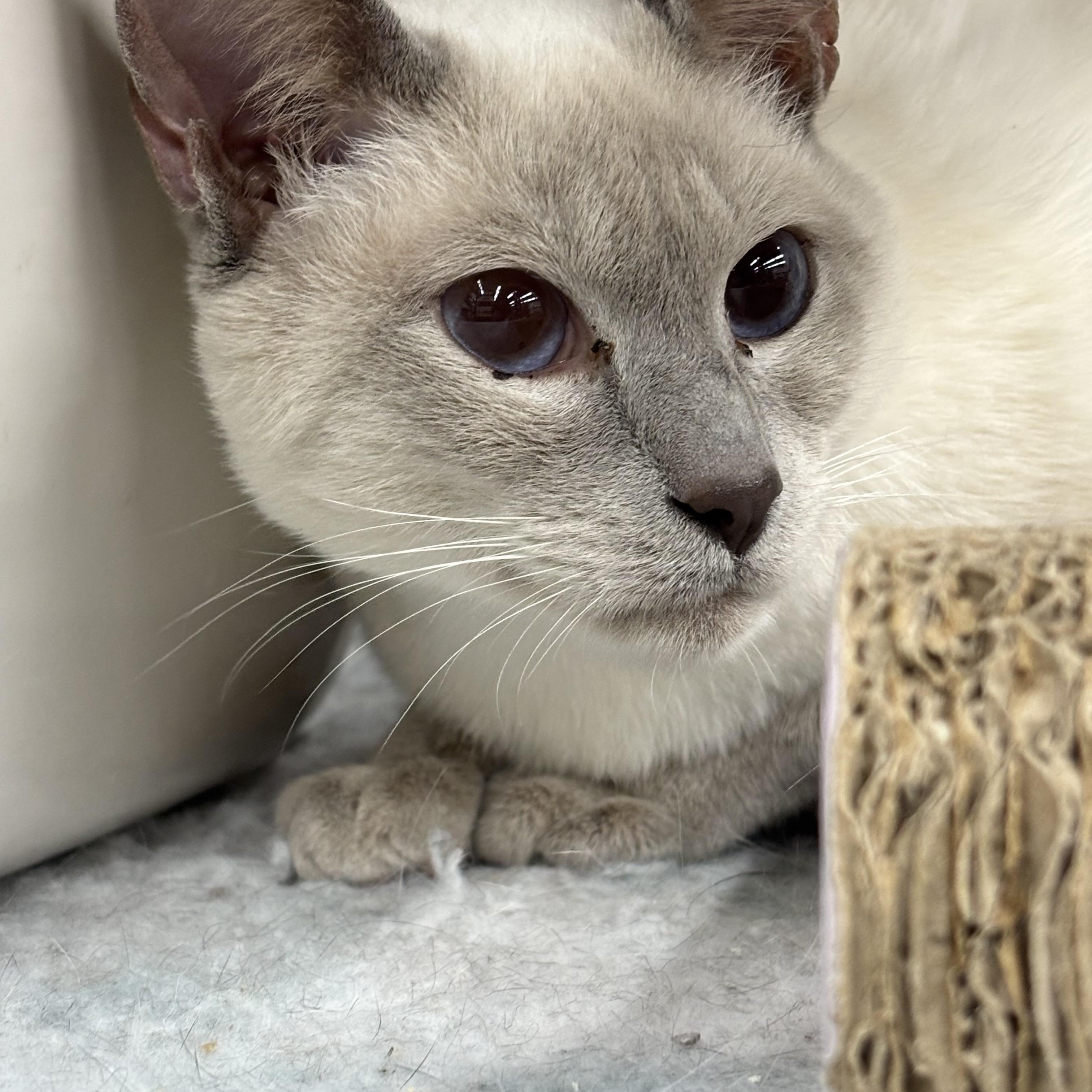 Enlarge Moe, an adopted Siamese in Fredericton, NB image 2/3