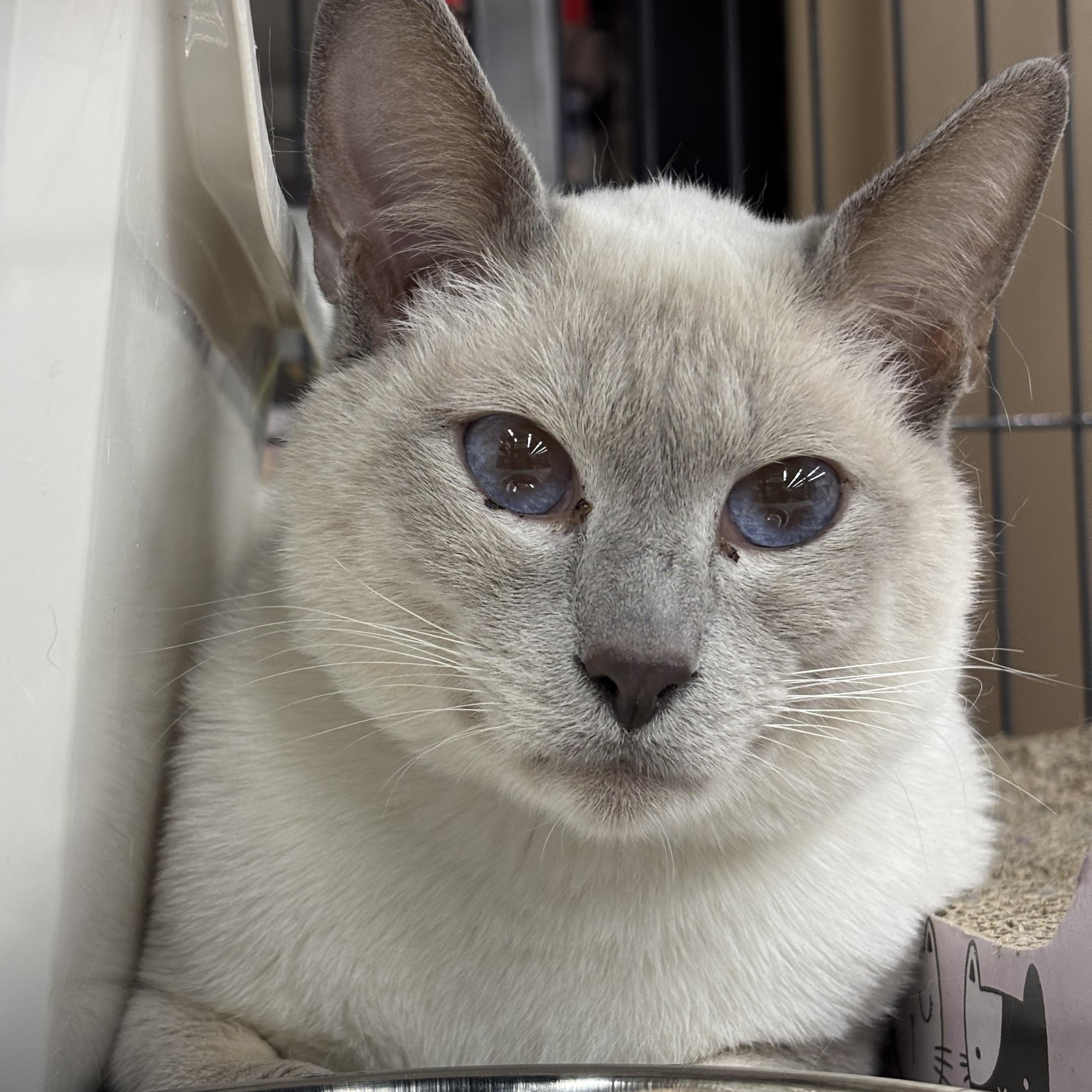 Enlarge Moe, an adopted Siamese in Fredericton, NB image 3/3