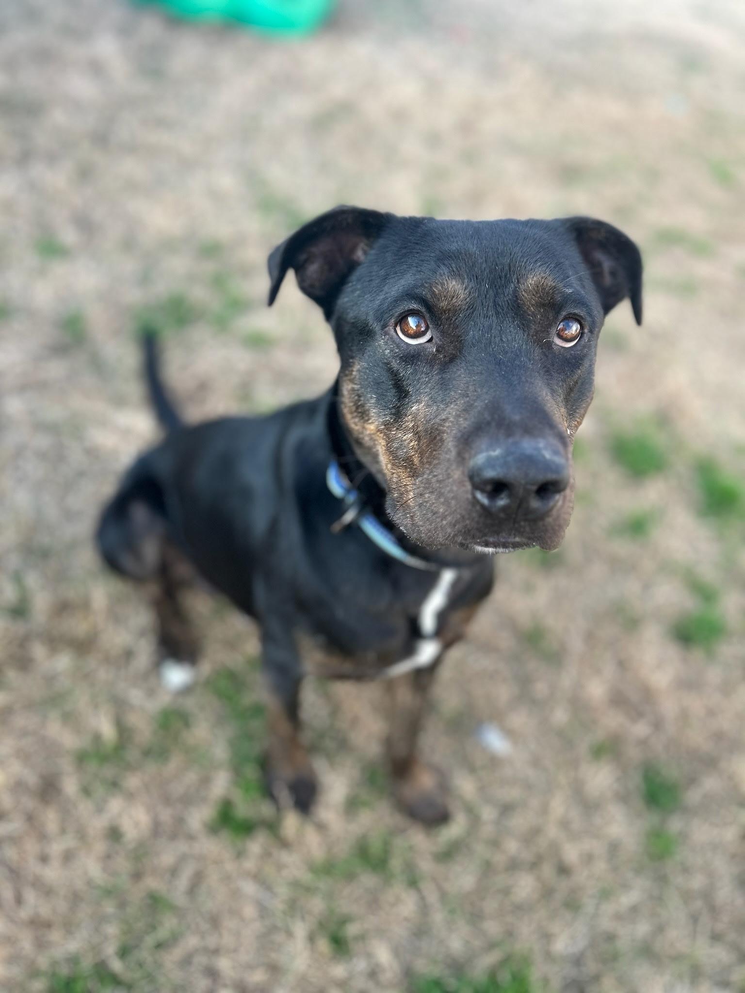 Hank photo 1