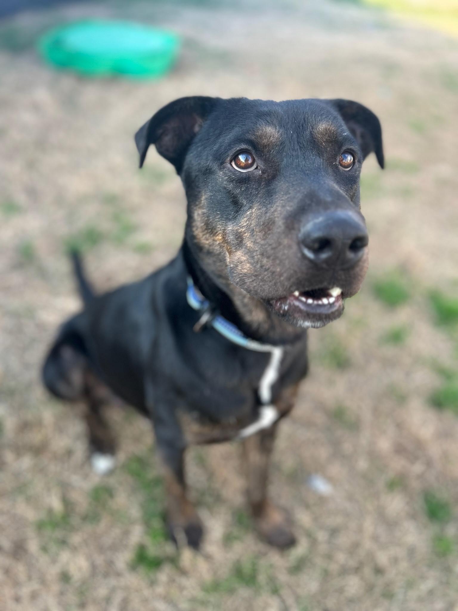 Enlarge Hank, a Adoptable mixed breed in Jefferson, TX image 2/4