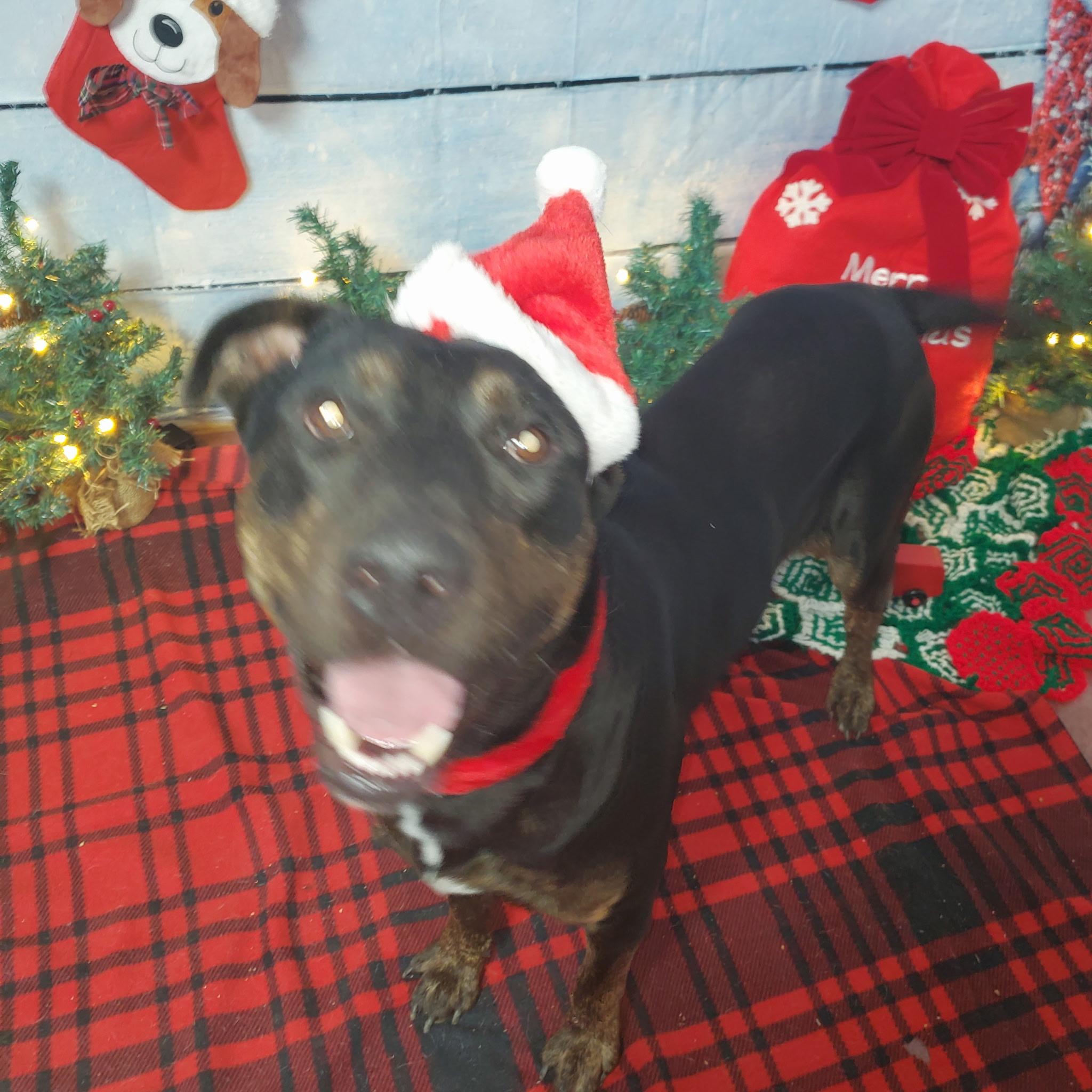 Enlarge Hank, a Adoptable mixed breed in Jefferson, TX image 3/4