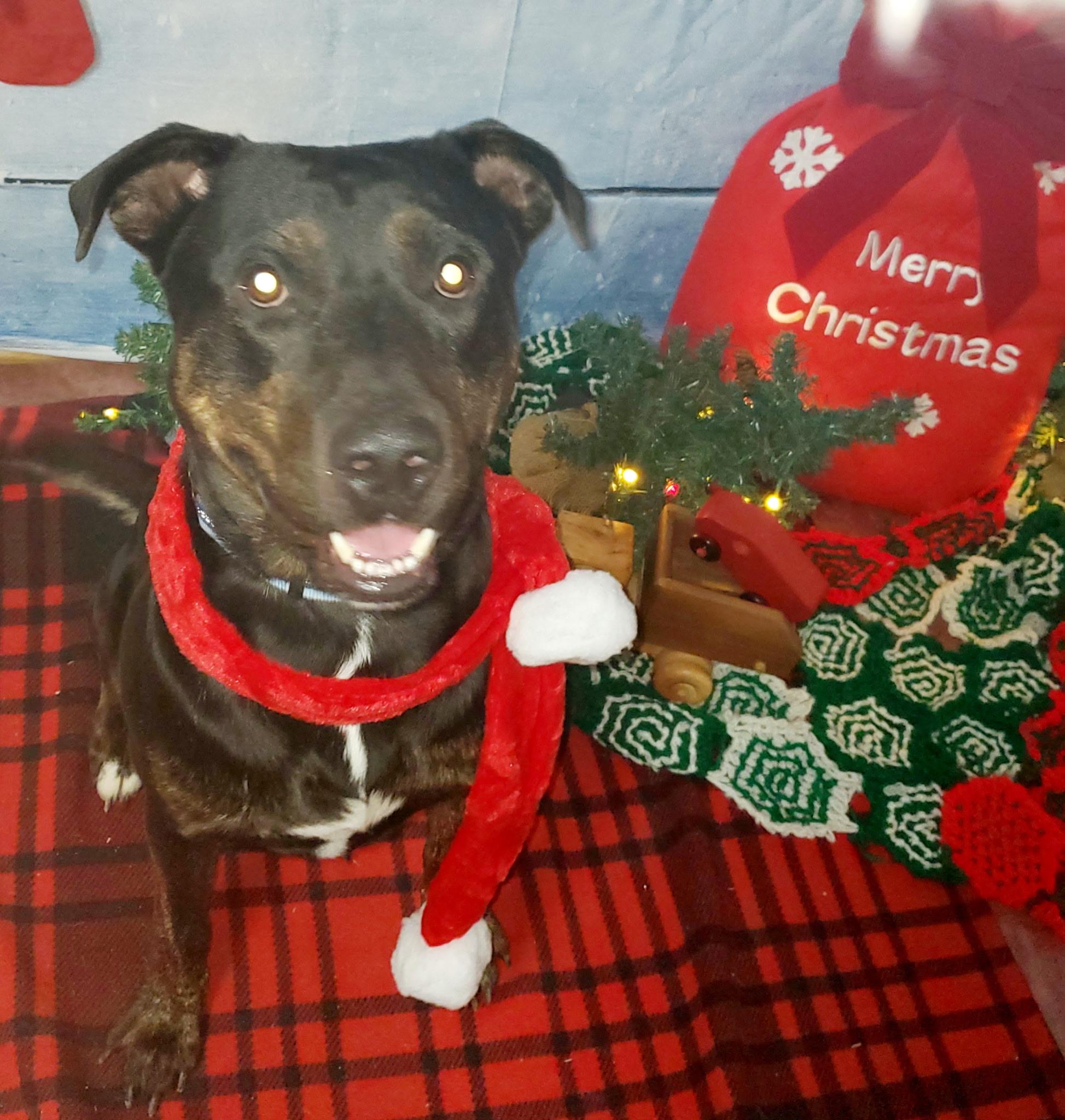 Enlarge Hank, a Adoptable mixed breed in Jefferson, TX image 4/4