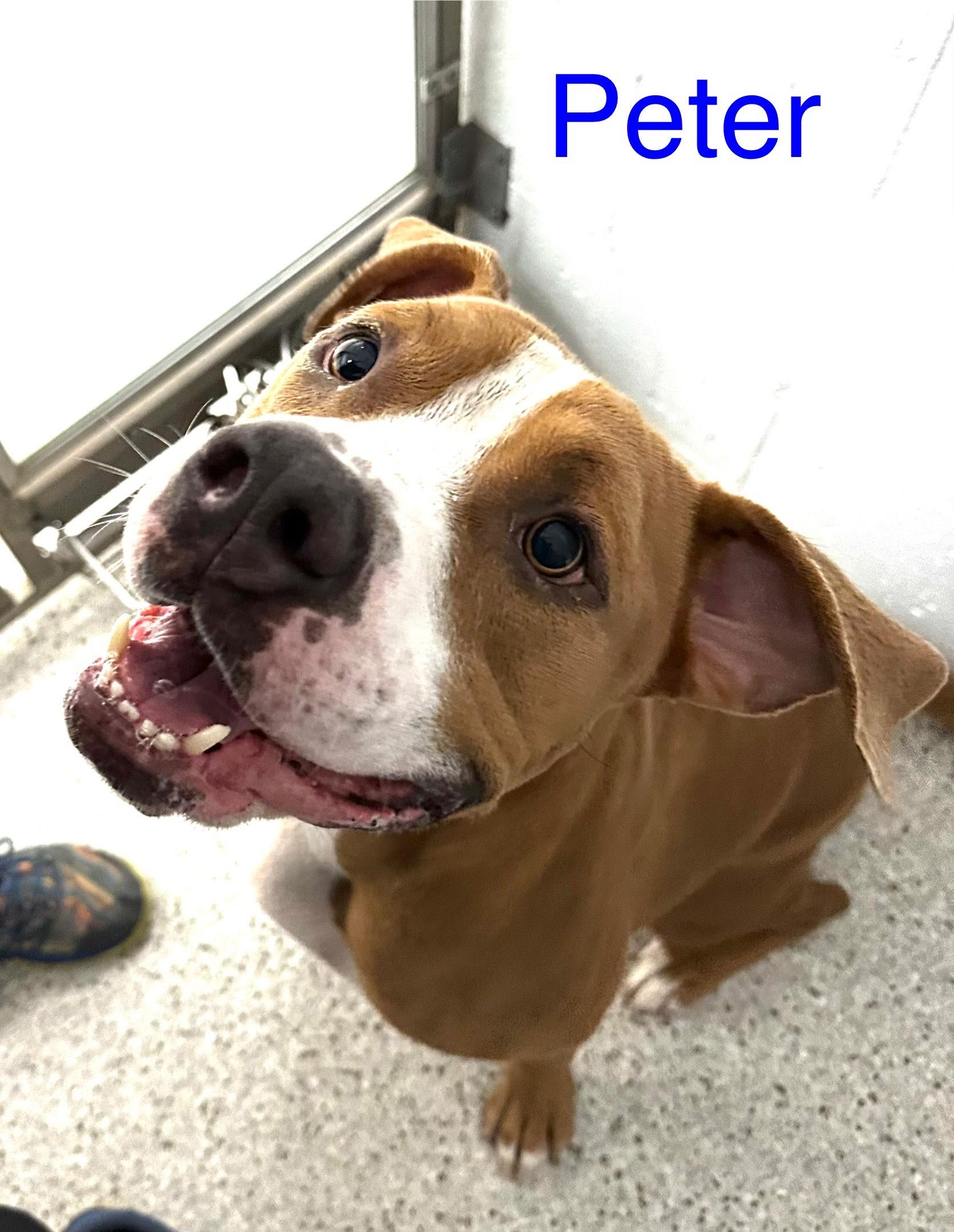 Peter, Adoptable, Adult Male Pit Bull Terrier.