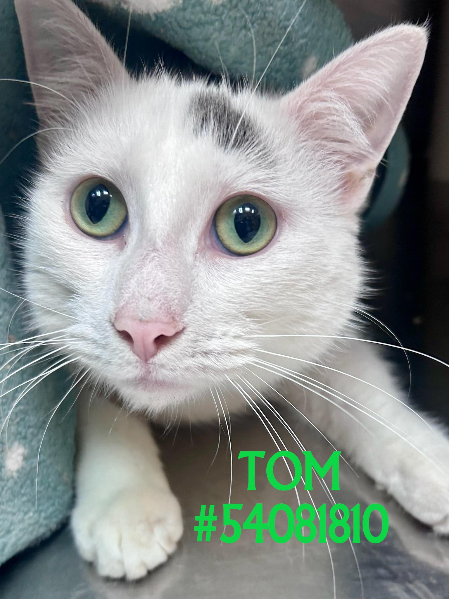 Tom