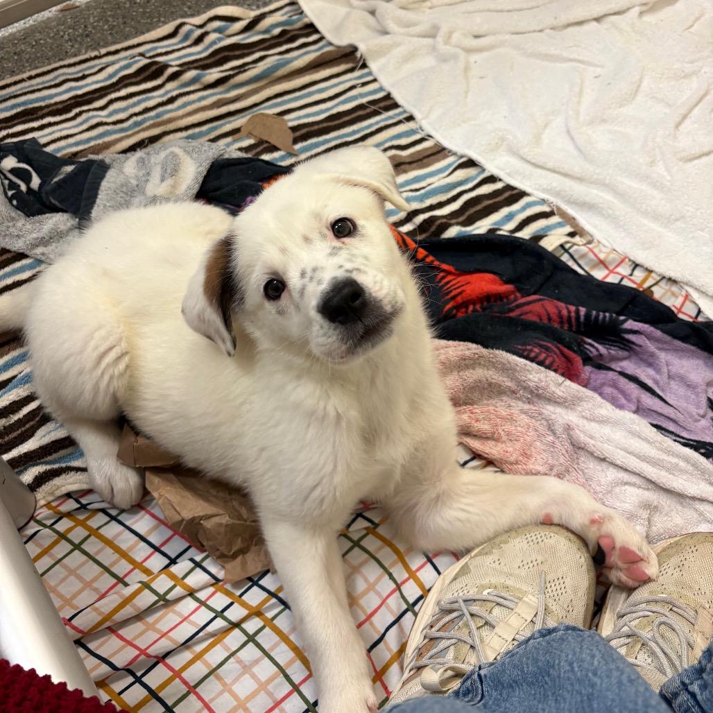 Enlarge Pixie, a Adoptable Mixed Breed in Hendersonville, NC image 1/6