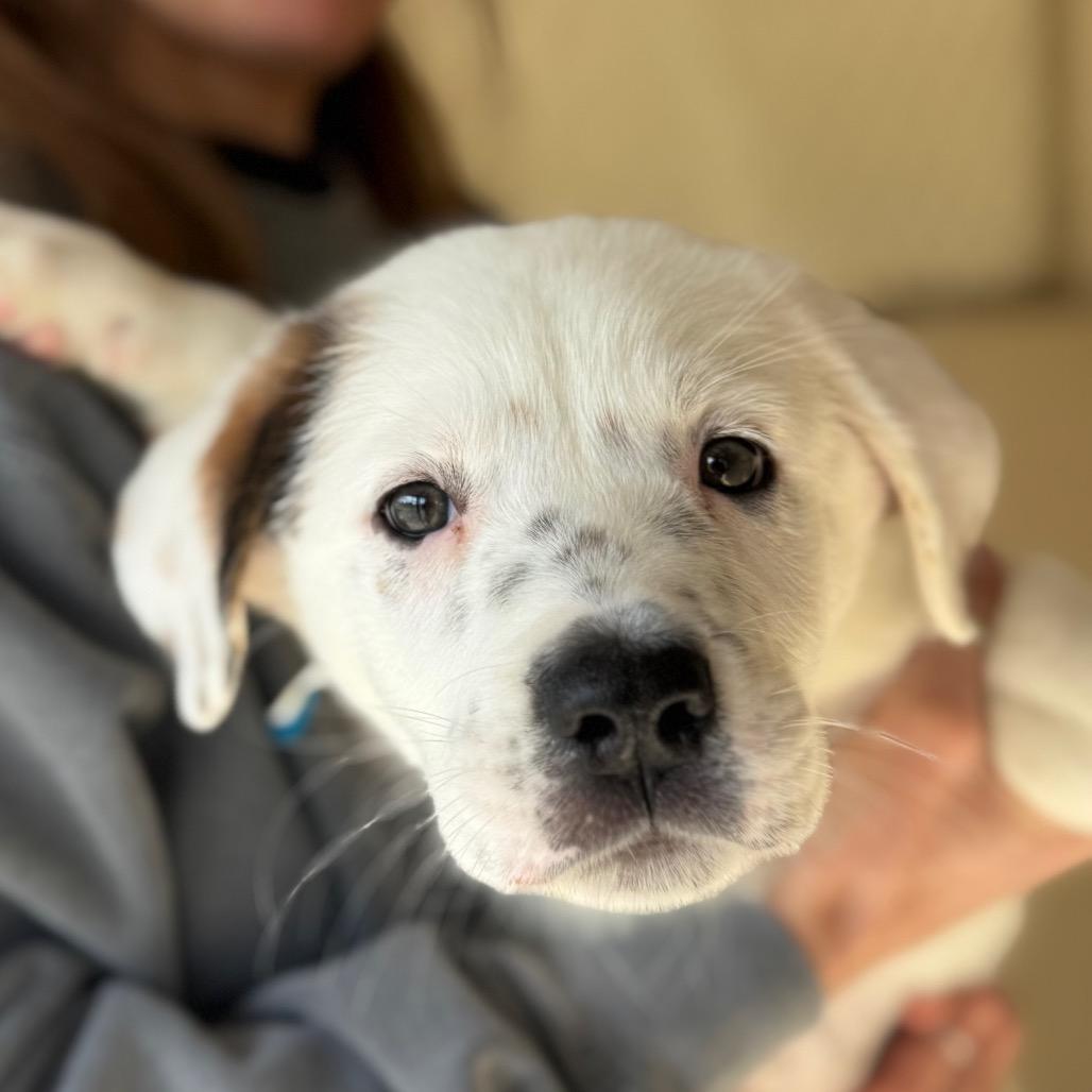 Enlarge Pixie, a Adoptable Mixed Breed in Hendersonville, NC image 2/6