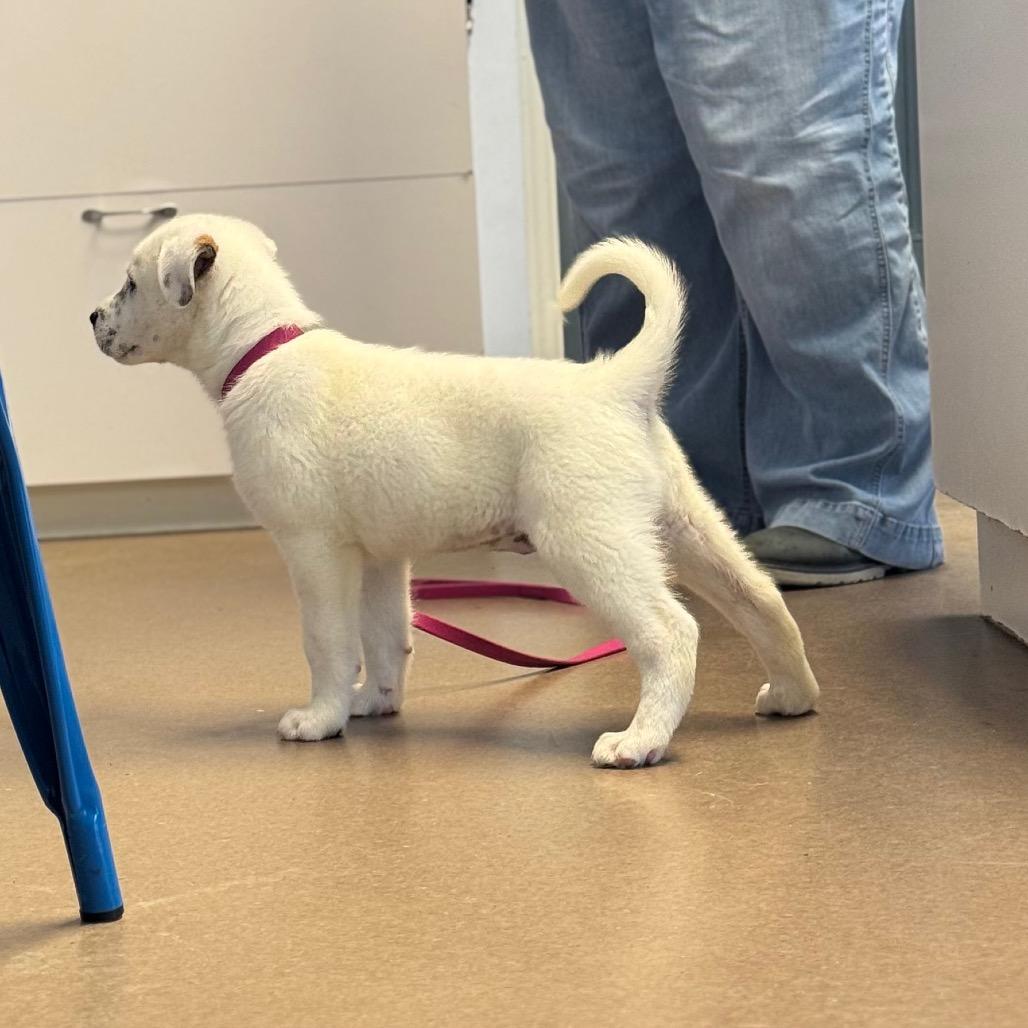 Enlarge Pixie, a Adoptable Mixed Breed in Hendersonville, NC image 3/6