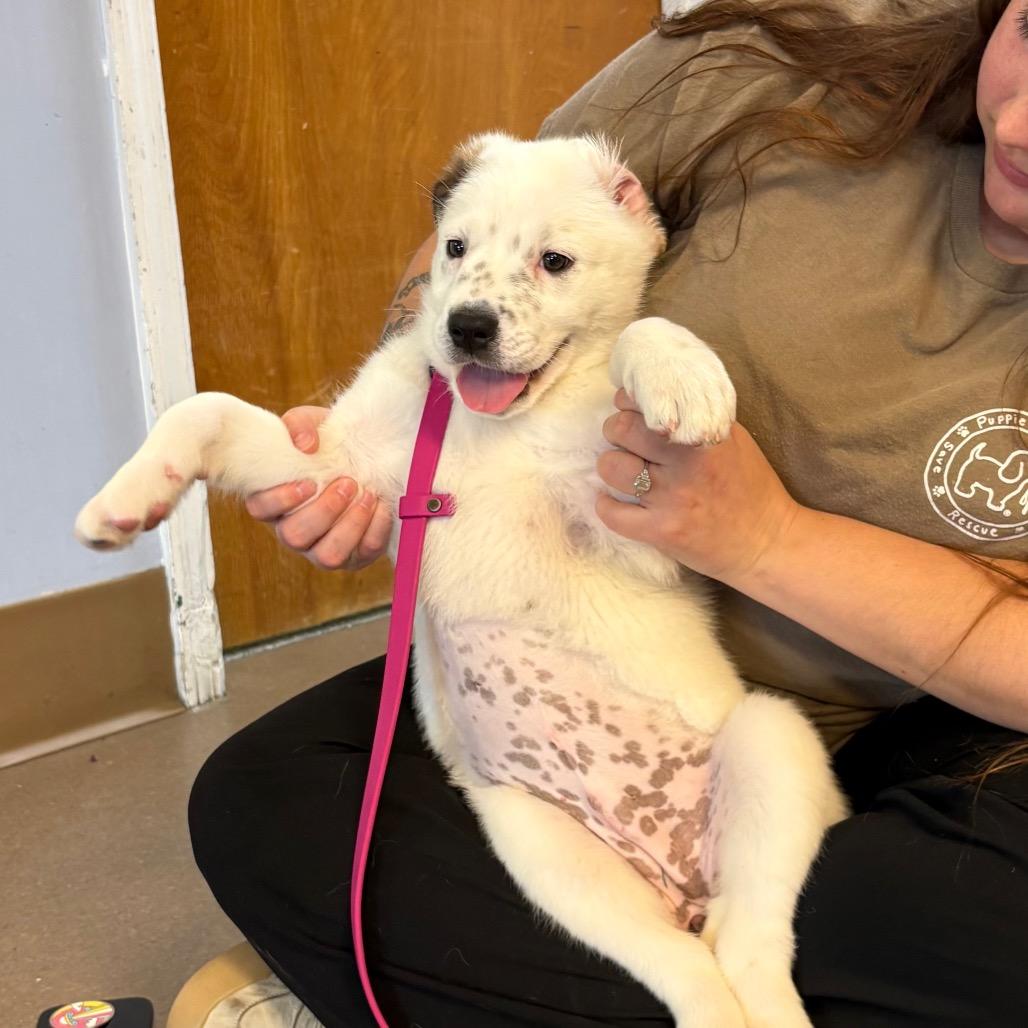 Enlarge Pixie, a Adoptable Mixed Breed in Hendersonville, NC image 6/6