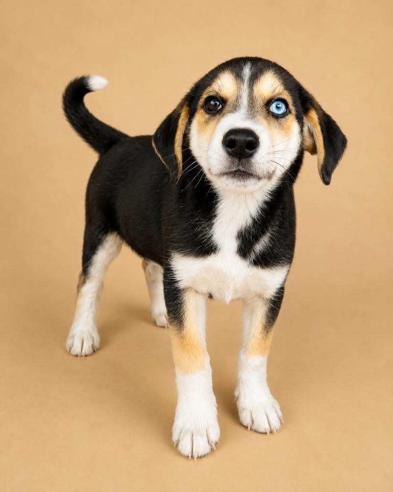 Abby 2, adopted, Puppy Female Beagle & Australian Shepherd.