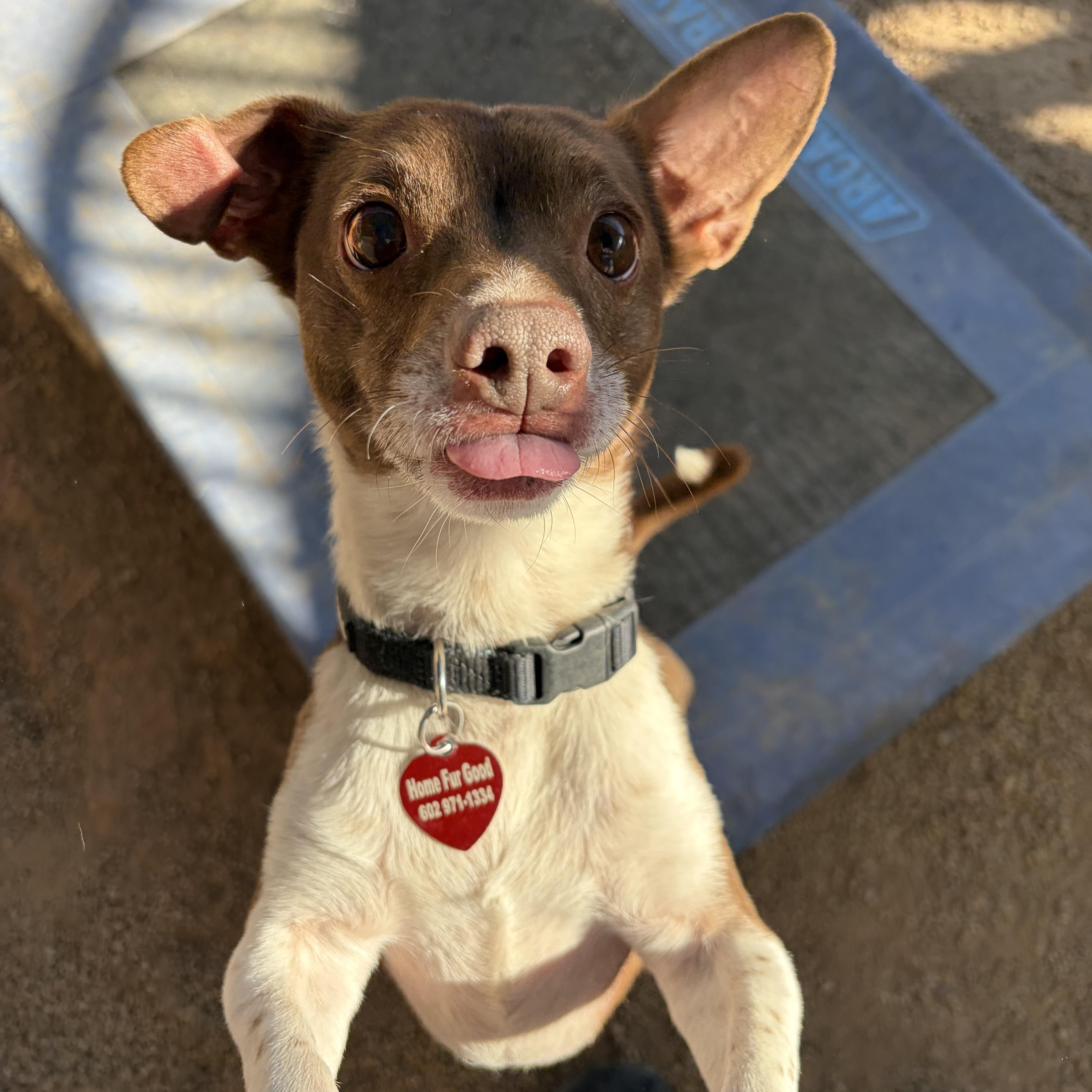 Enlarge Jive, a ADOPTABLE mixed breed in Phoenix, AZ image 2/5