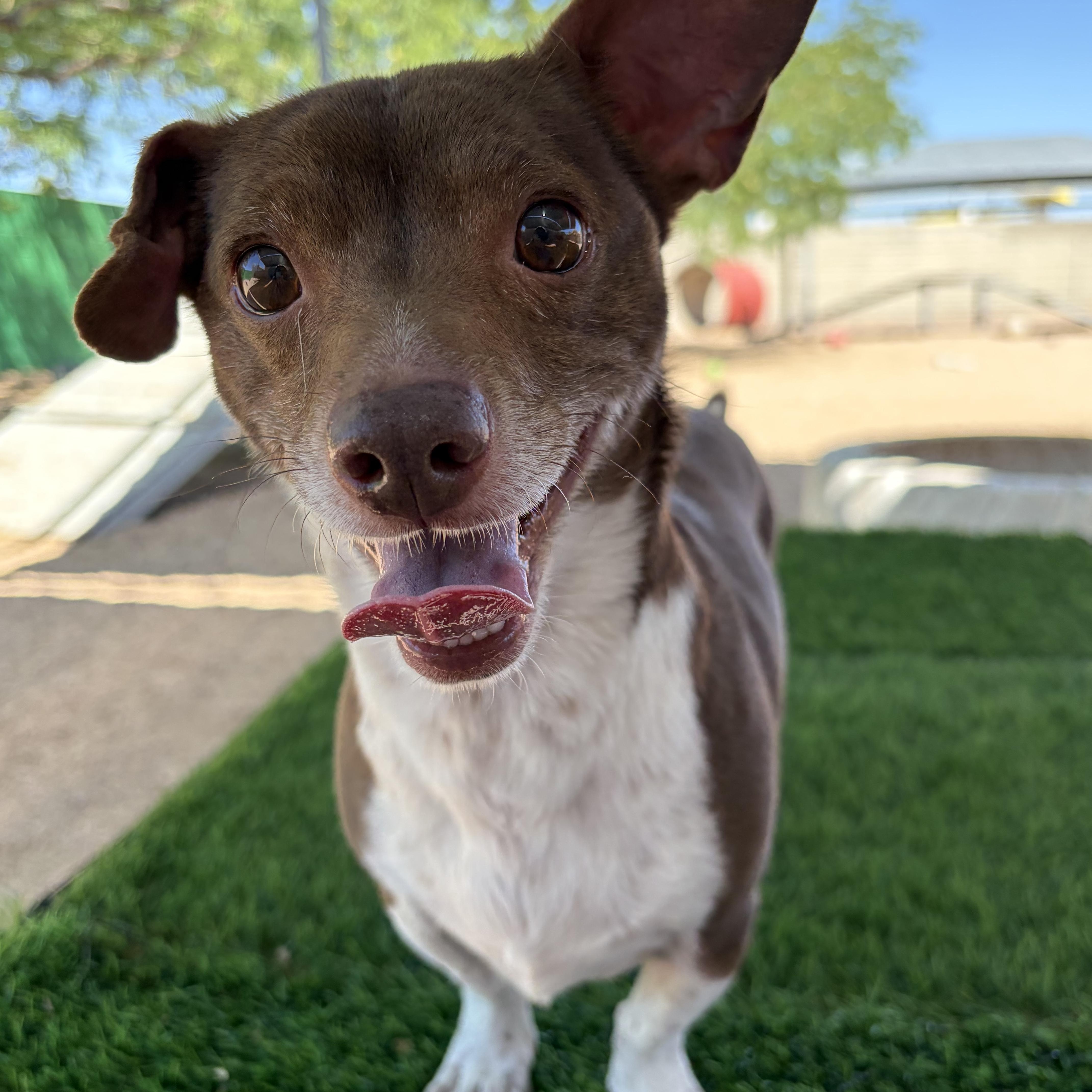 Enlarge Jive, a ADOPTABLE mixed breed in Phoenix, AZ image 5/5