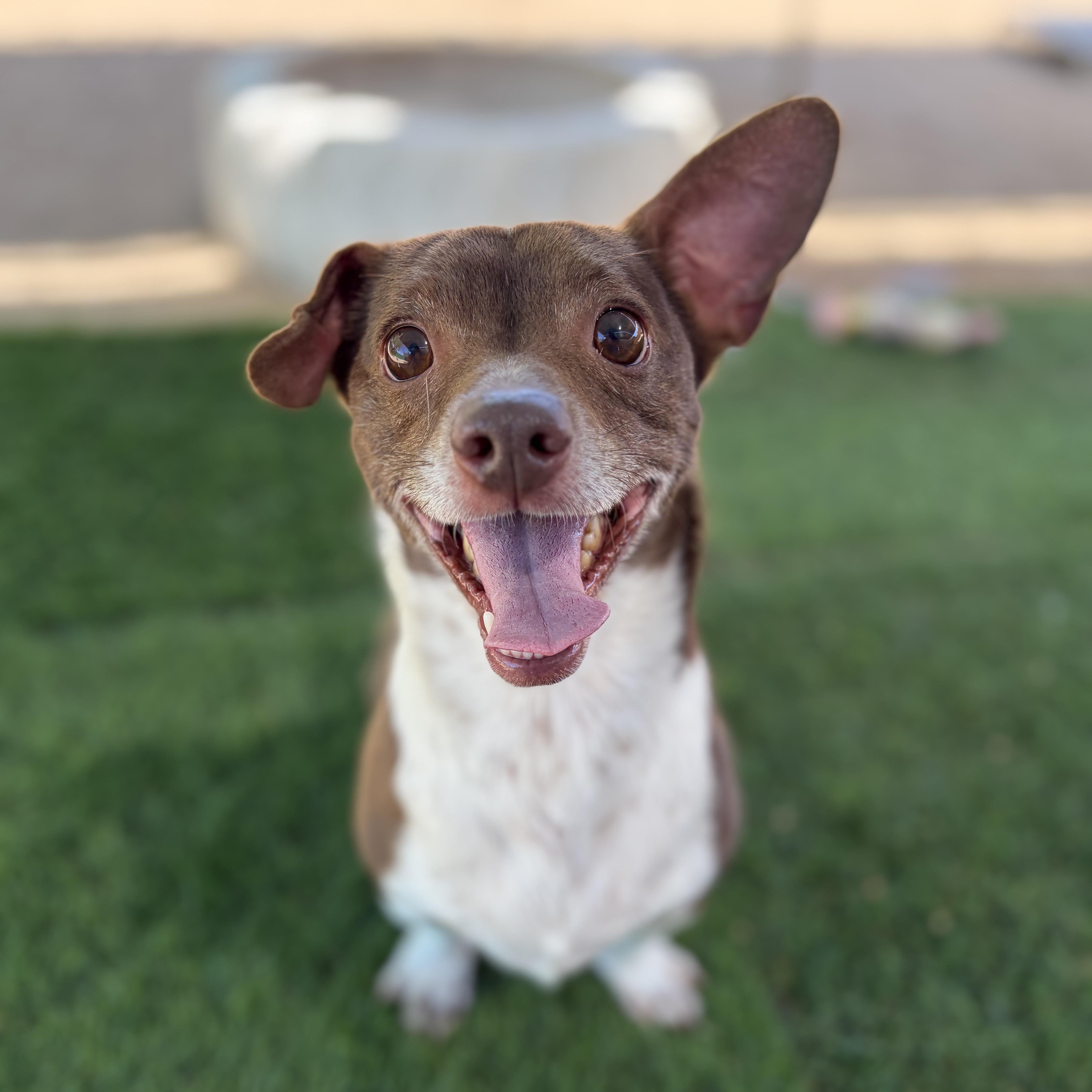 Enlarge Jive, a ADOPTABLE mixed breed in Phoenix, AZ image 4/5