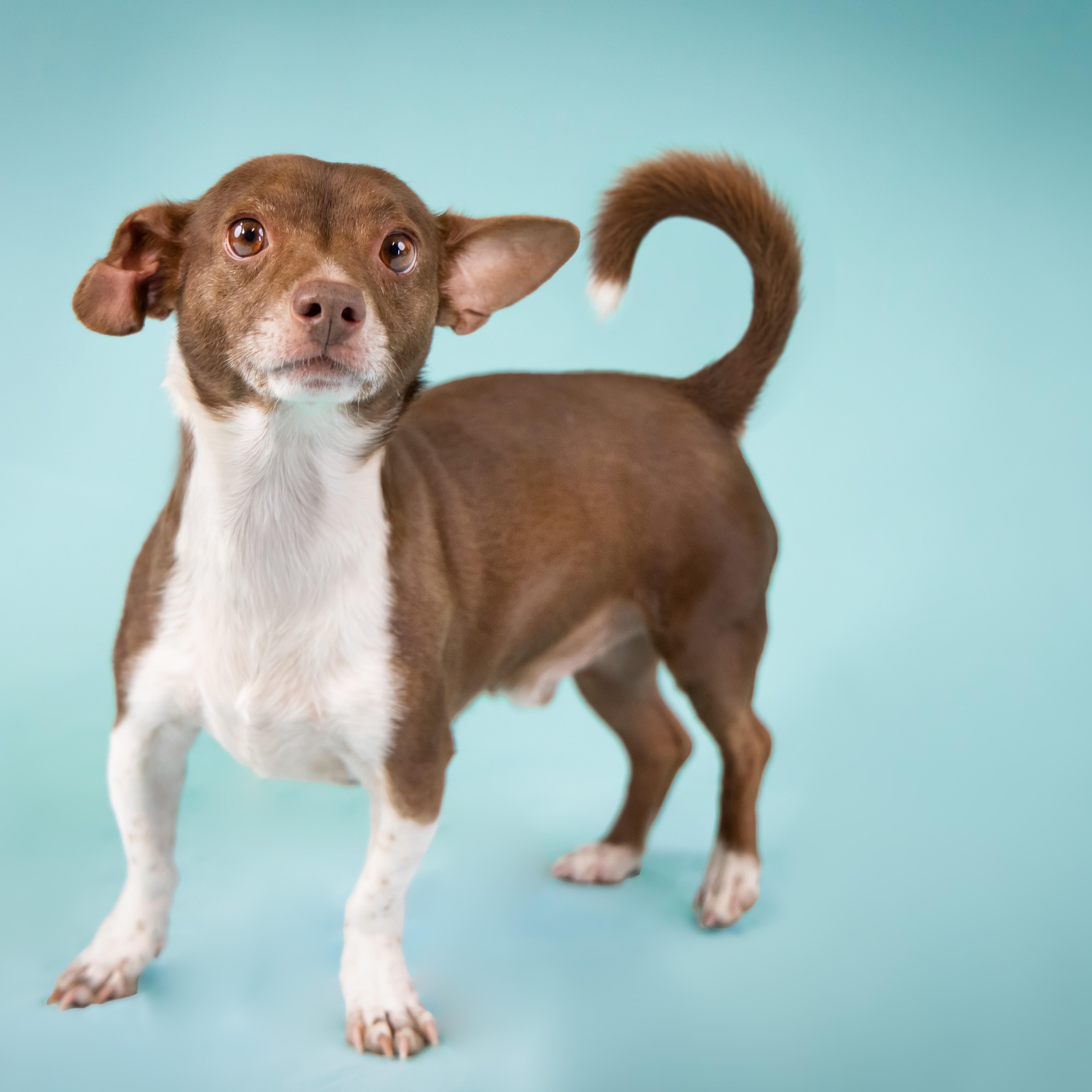 Jive, ADOPTABLE, Adult Male Dachshund & Chihuahua.