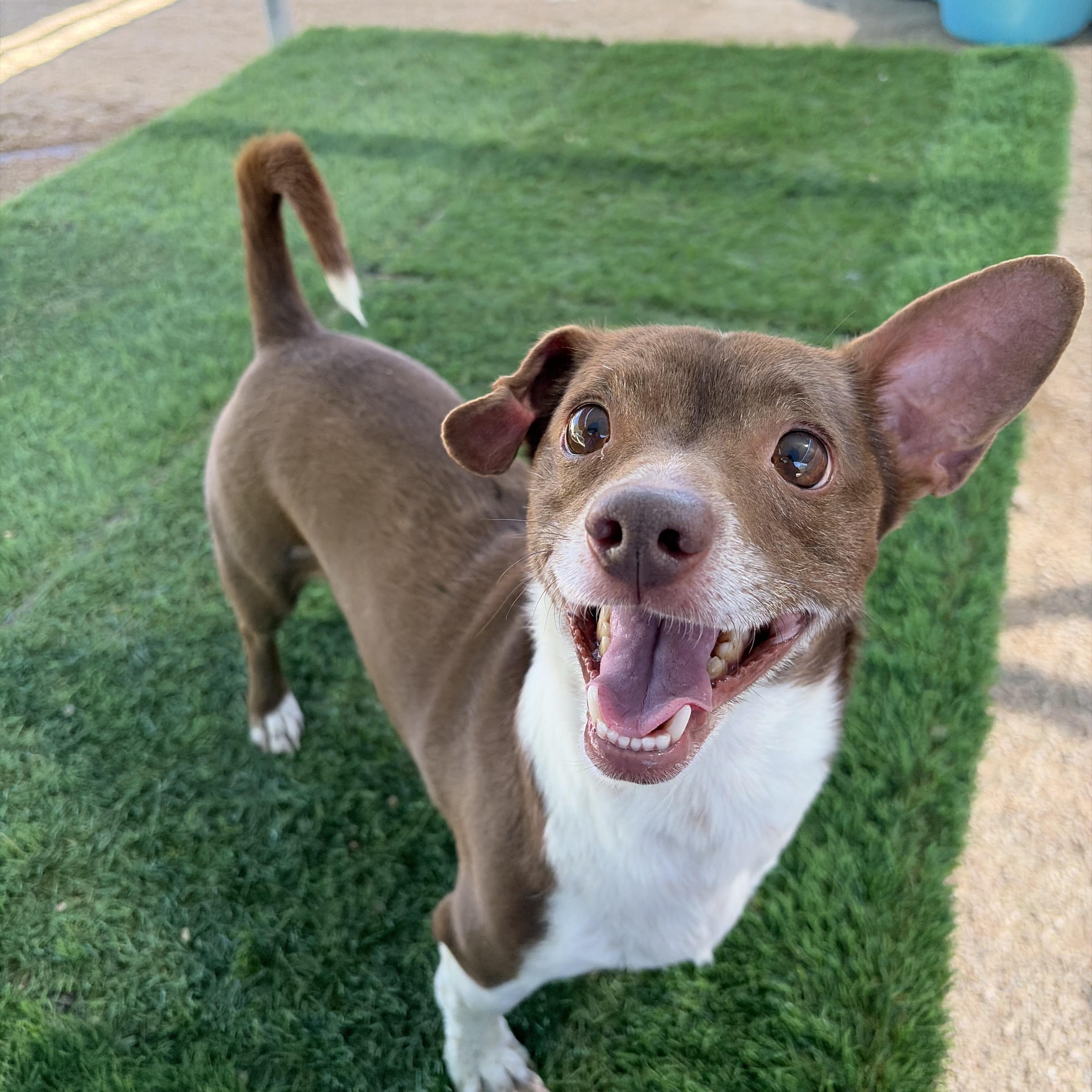Enlarge Jive, a ADOPTABLE mixed breed in Phoenix, AZ image 3/5