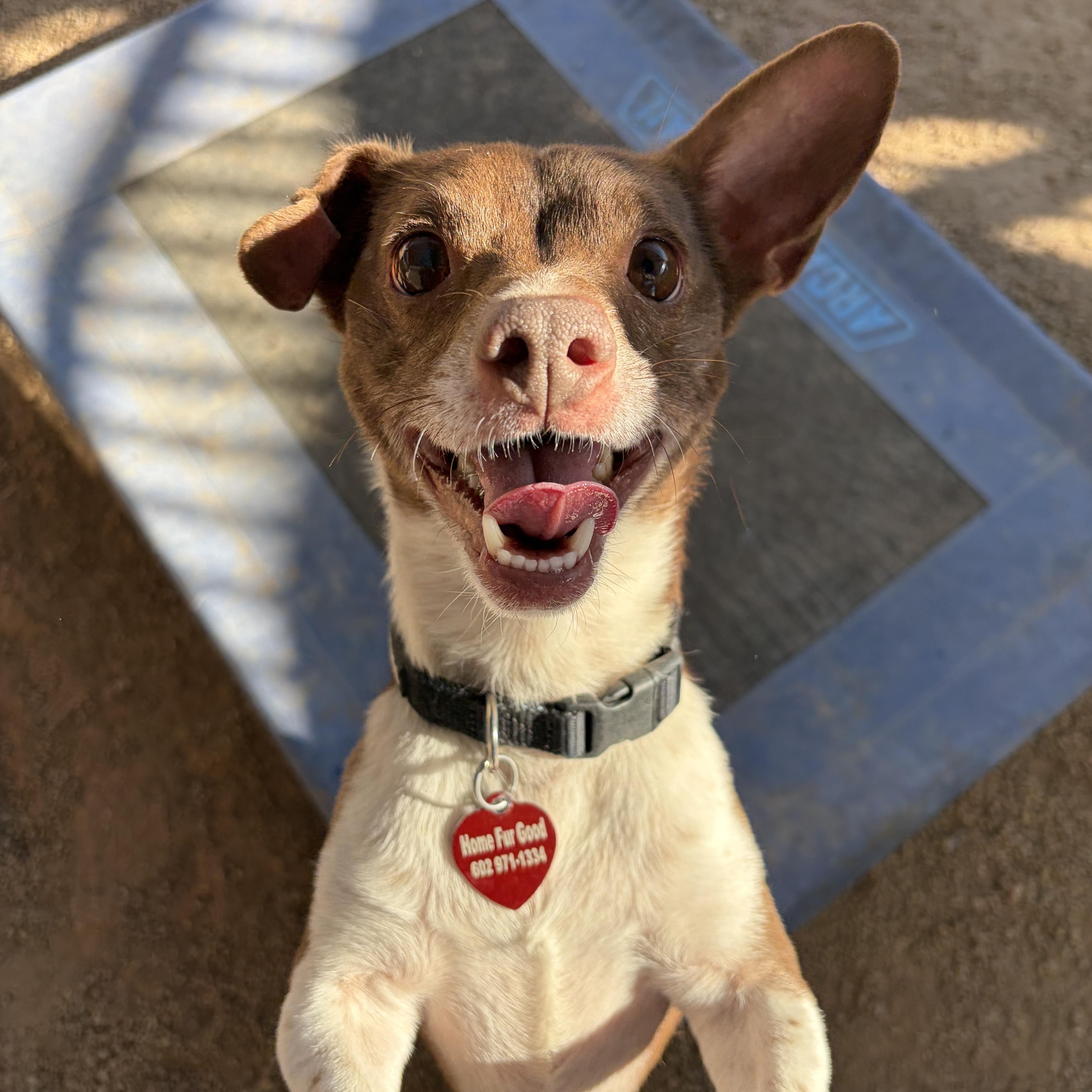 Jive, ADOPTABLE, Adult Male Dachshund & Chihuahua.