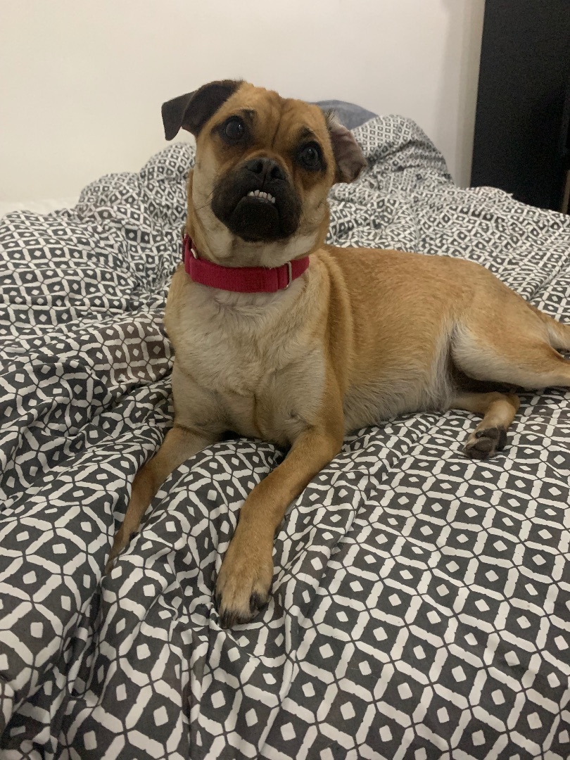 Enlarge Twinny, a Adoptable mixed breed in Chula Vista, CA image 1/6