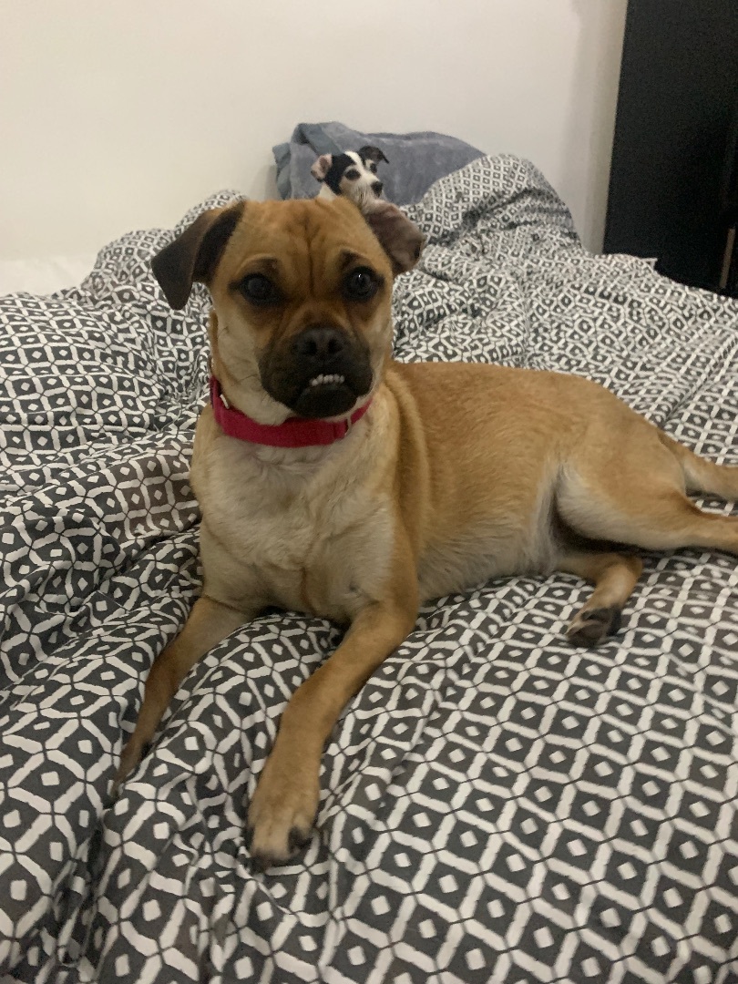 Enlarge Twinny, a Adoptable mixed breed in Chula Vista, CA image 2/6