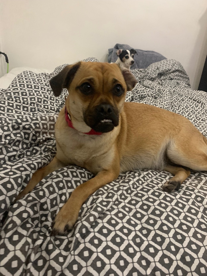 Enlarge Twinny, a Adoptable mixed breed in Chula Vista, CA image 3/6