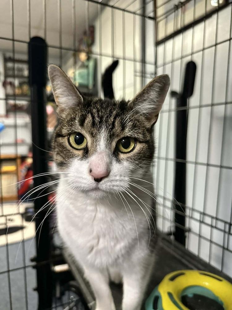 Enlarge Mickey, a Adoptable Domestic Short Hair in Patchogue, NY image 2/6