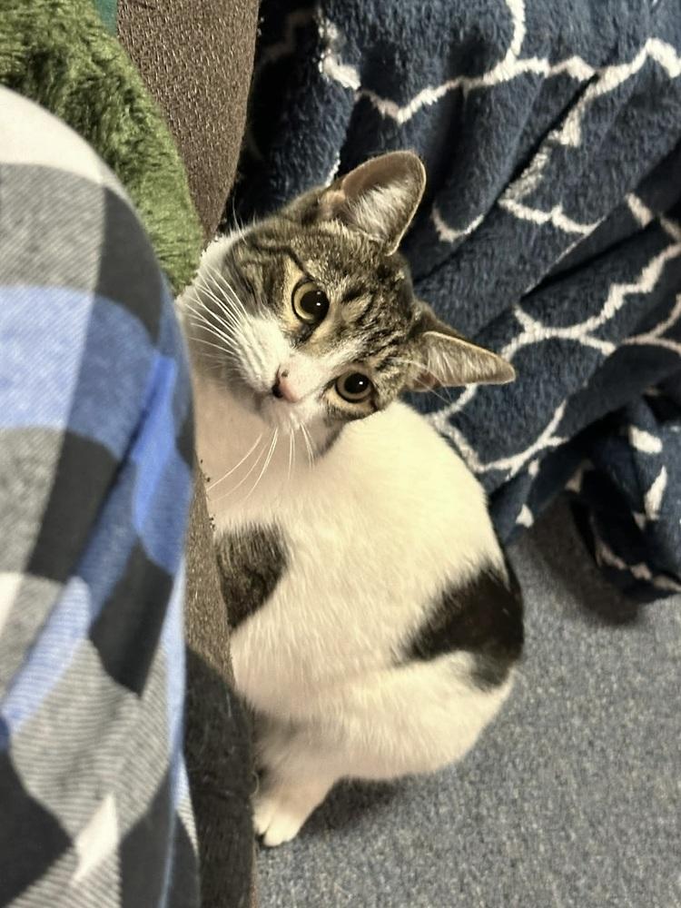 Enlarge Mickey, a Adoptable Domestic Short Hair in Patchogue, NY image 4/6