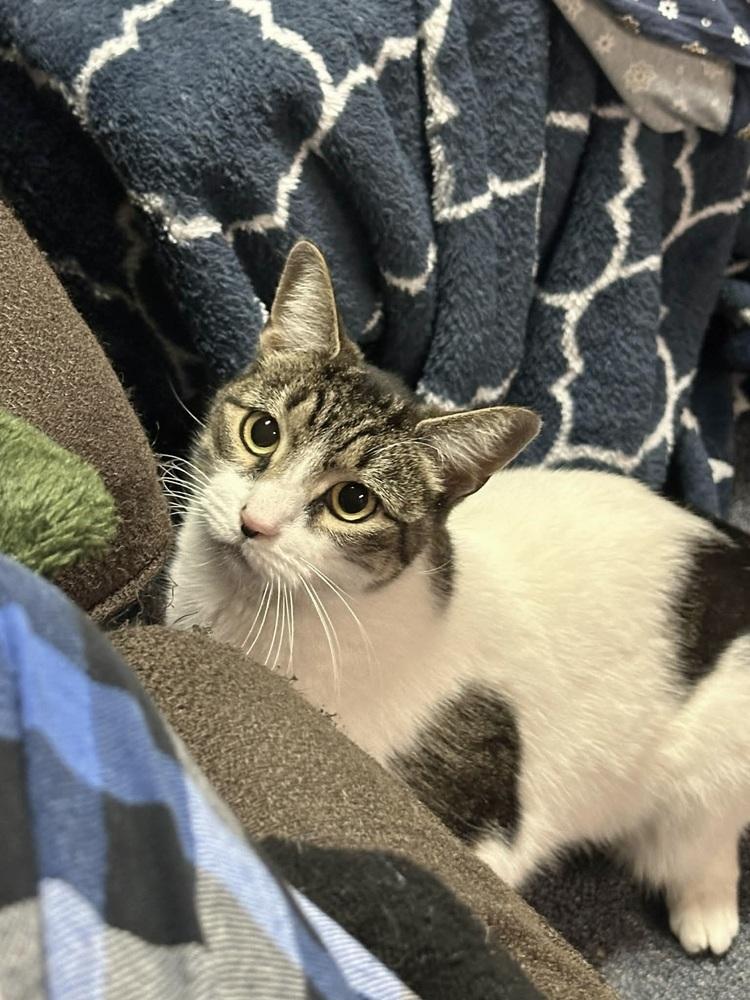 Enlarge Mickey, a Adoptable Domestic Short Hair in Patchogue, NY image 5/6