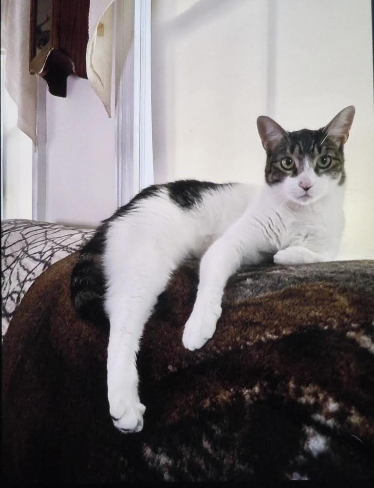 Enlarge Mickey, a Adoptable Domestic Short Hair in Patchogue, NY image 6/6