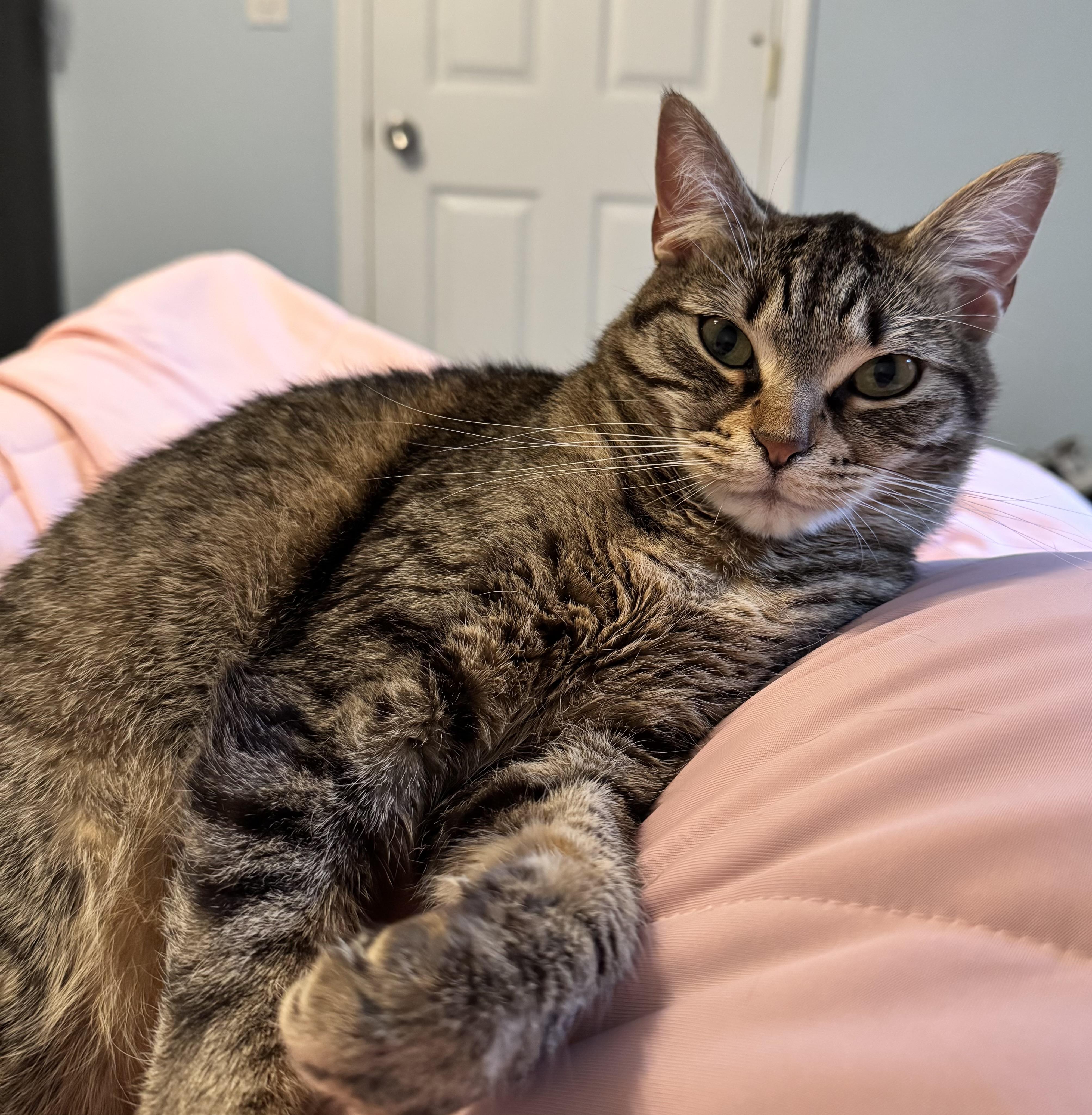 COCO*Adoption Fee Waived*, Adult Female American Shorthair