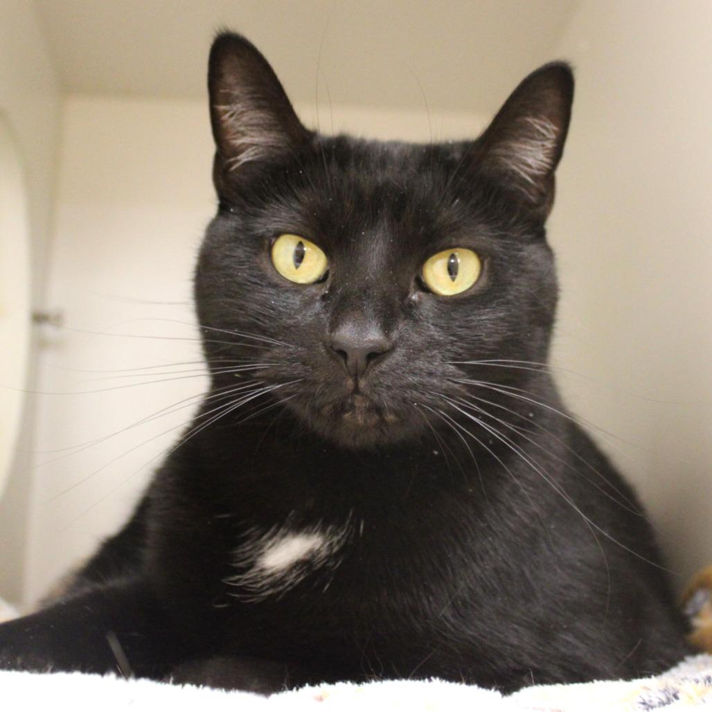 Anubis, a Adoptable Domestic Short Hair in Champaign, IL image 2/3