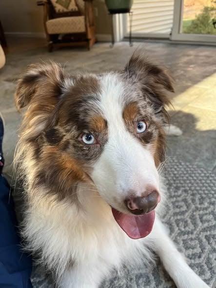 Enlarge Tex, a Adoptable Australian Shepherd in Wurtsboro, NY image 1/5