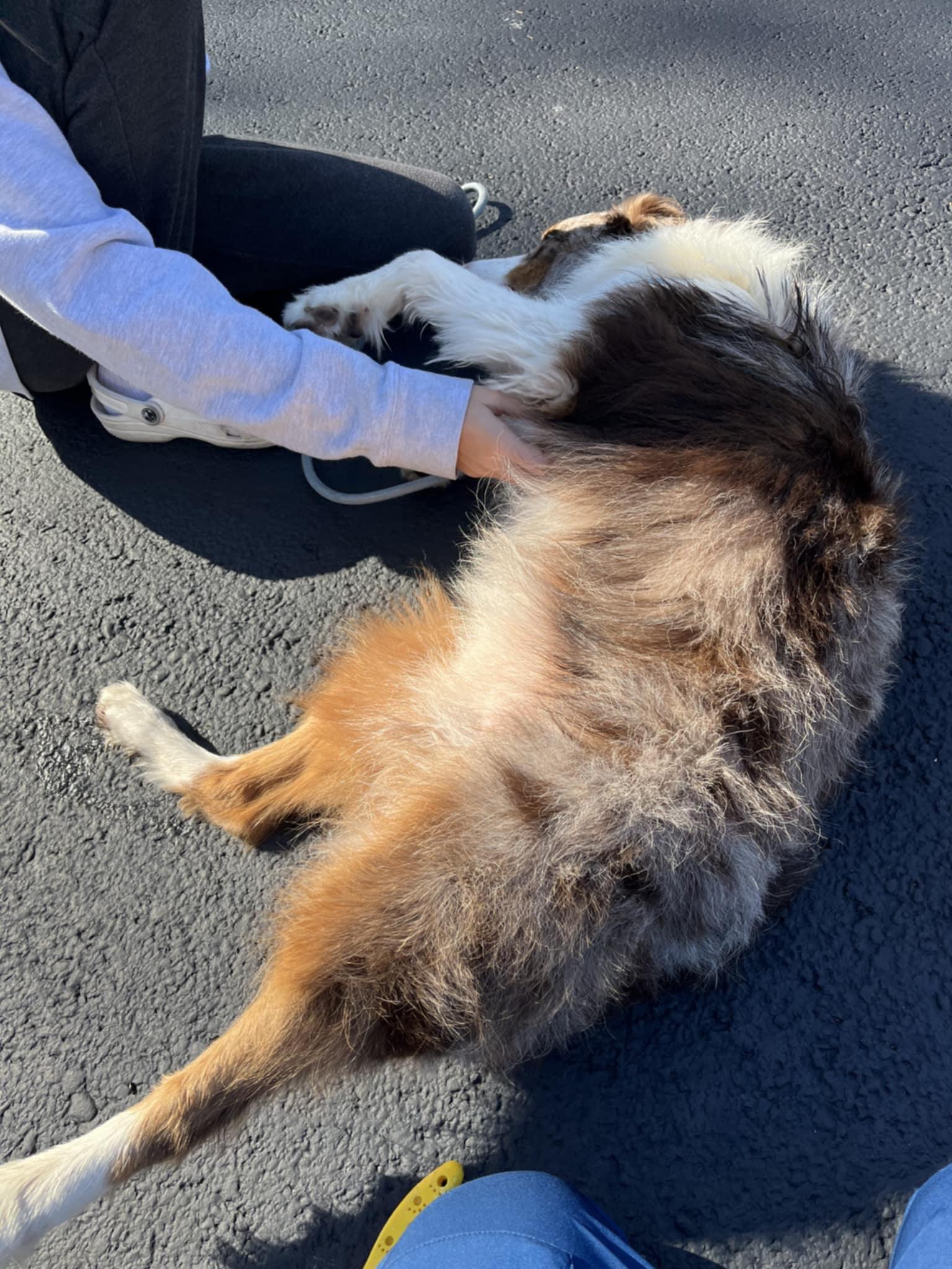 Enlarge Tex, a Adoptable Australian Shepherd in Wurtsboro, NY image 2/5