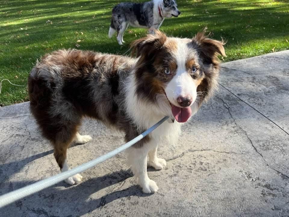 Enlarge Tex, a Adoptable Australian Shepherd in Wurtsboro, NY image 3/5