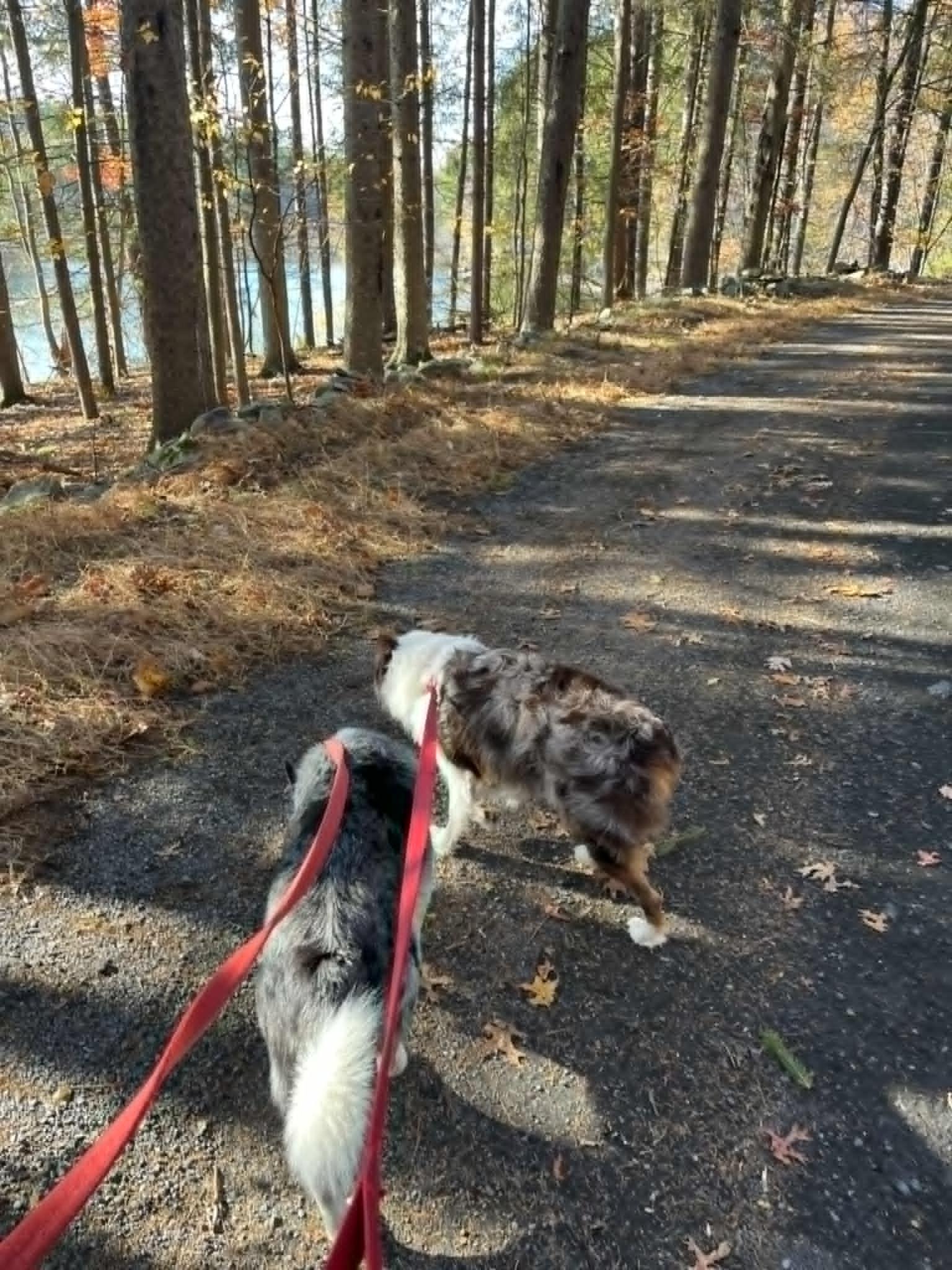Enlarge Tex, a Adoptable Australian Shepherd in Wurtsboro, NY image 4/5