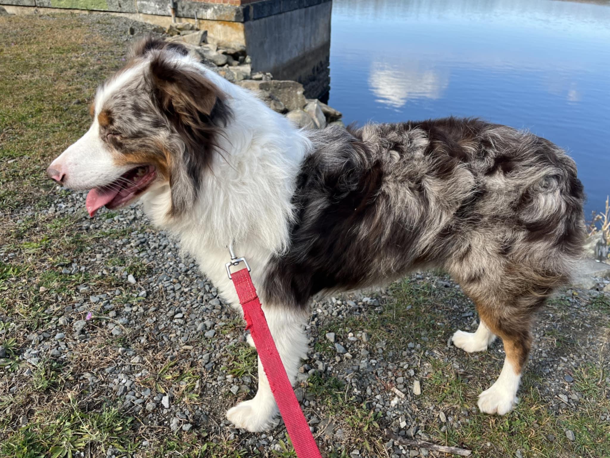 Enlarge Tex, a Adoptable Australian Shepherd in Wurtsboro, NY image 5/5