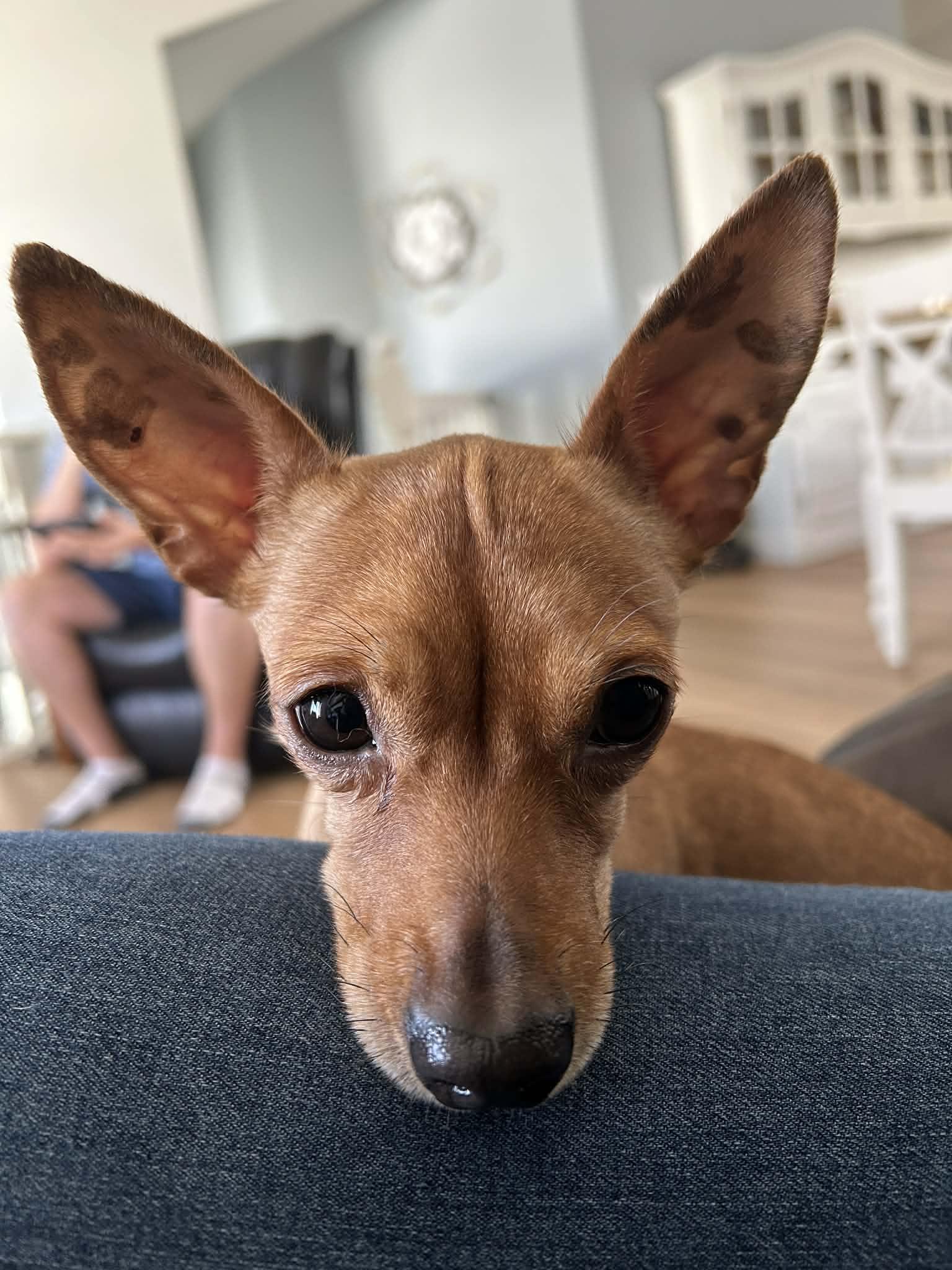 Enlarge Penny, a ADOPTABLE mixed breed in Didsbury, AB image 4/6