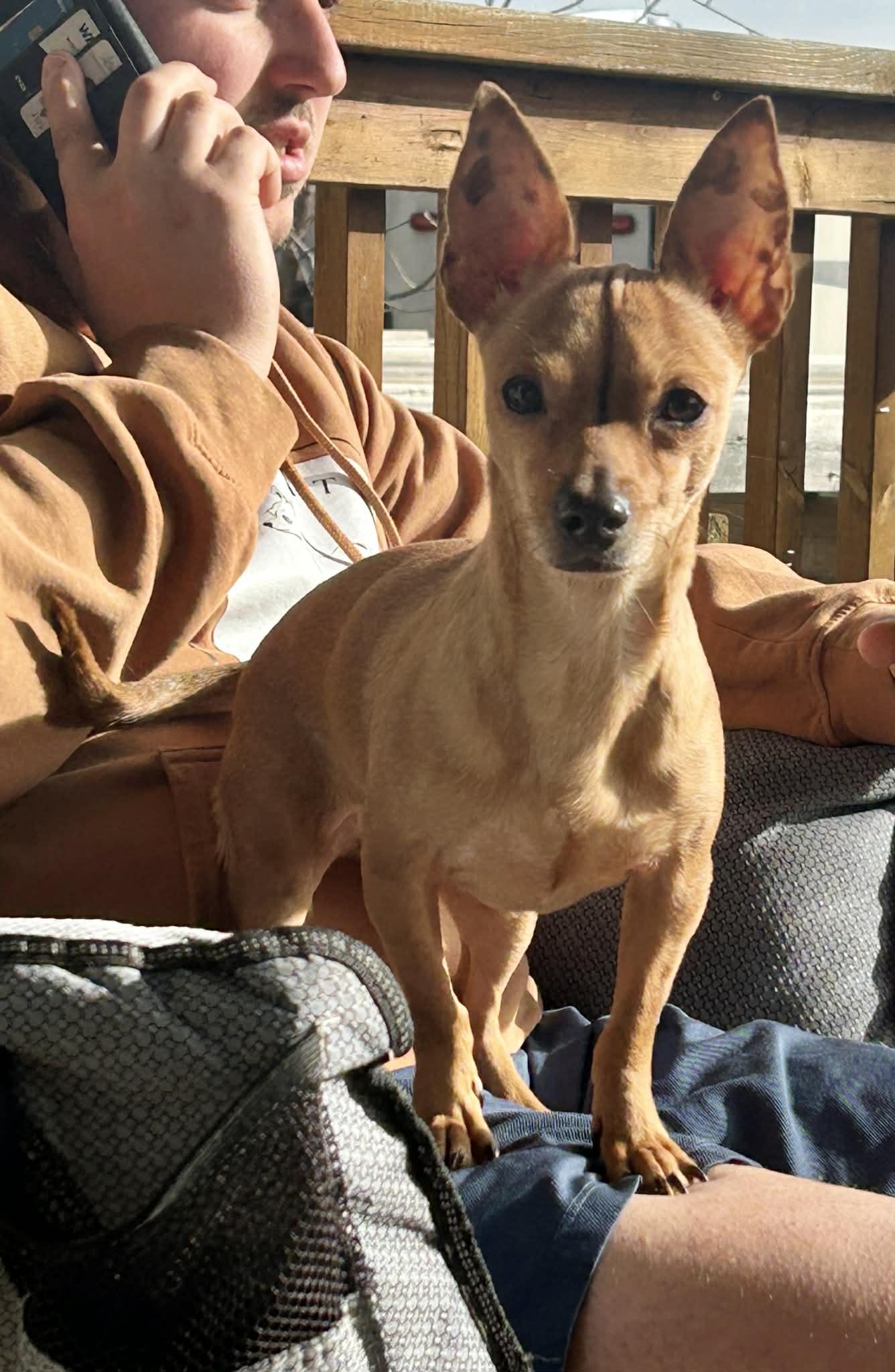 Enlarge Penny, a ADOPTABLE mixed breed in Didsbury, AB image 3/6