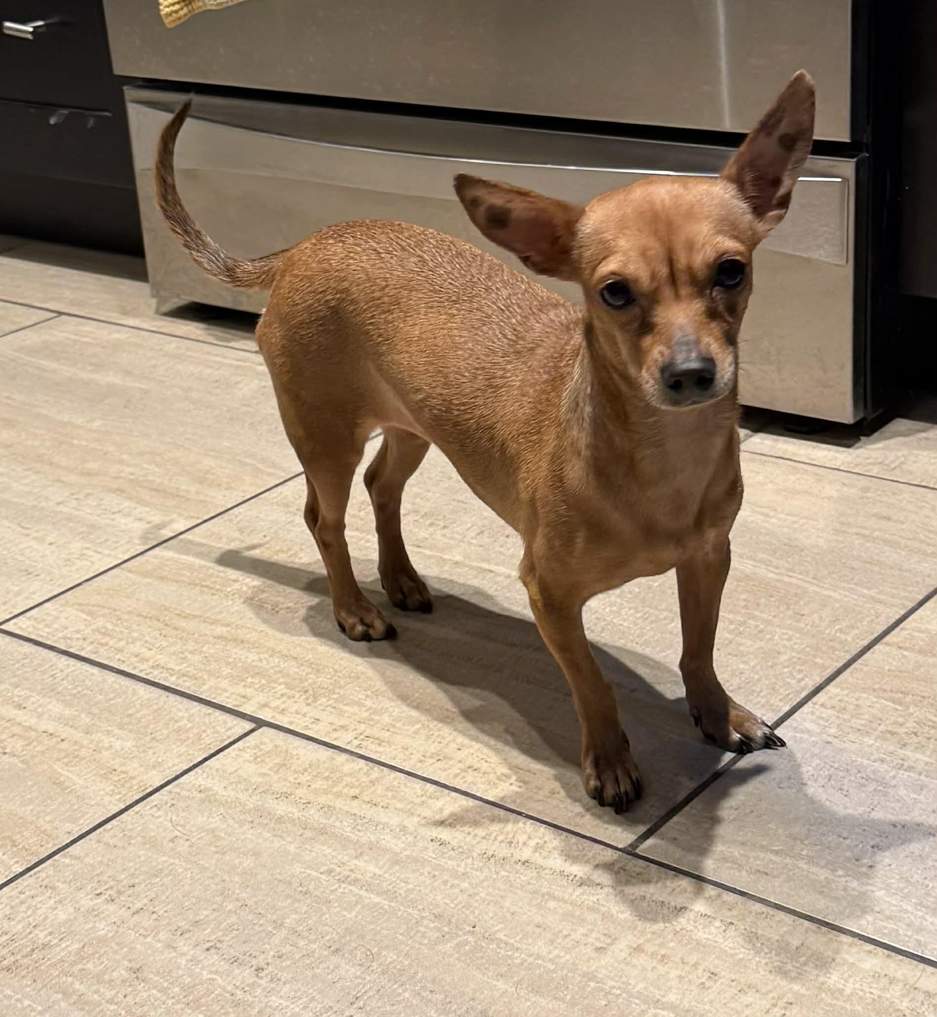 Penny, ADOPTABLE, Adult Female Chihuahua.