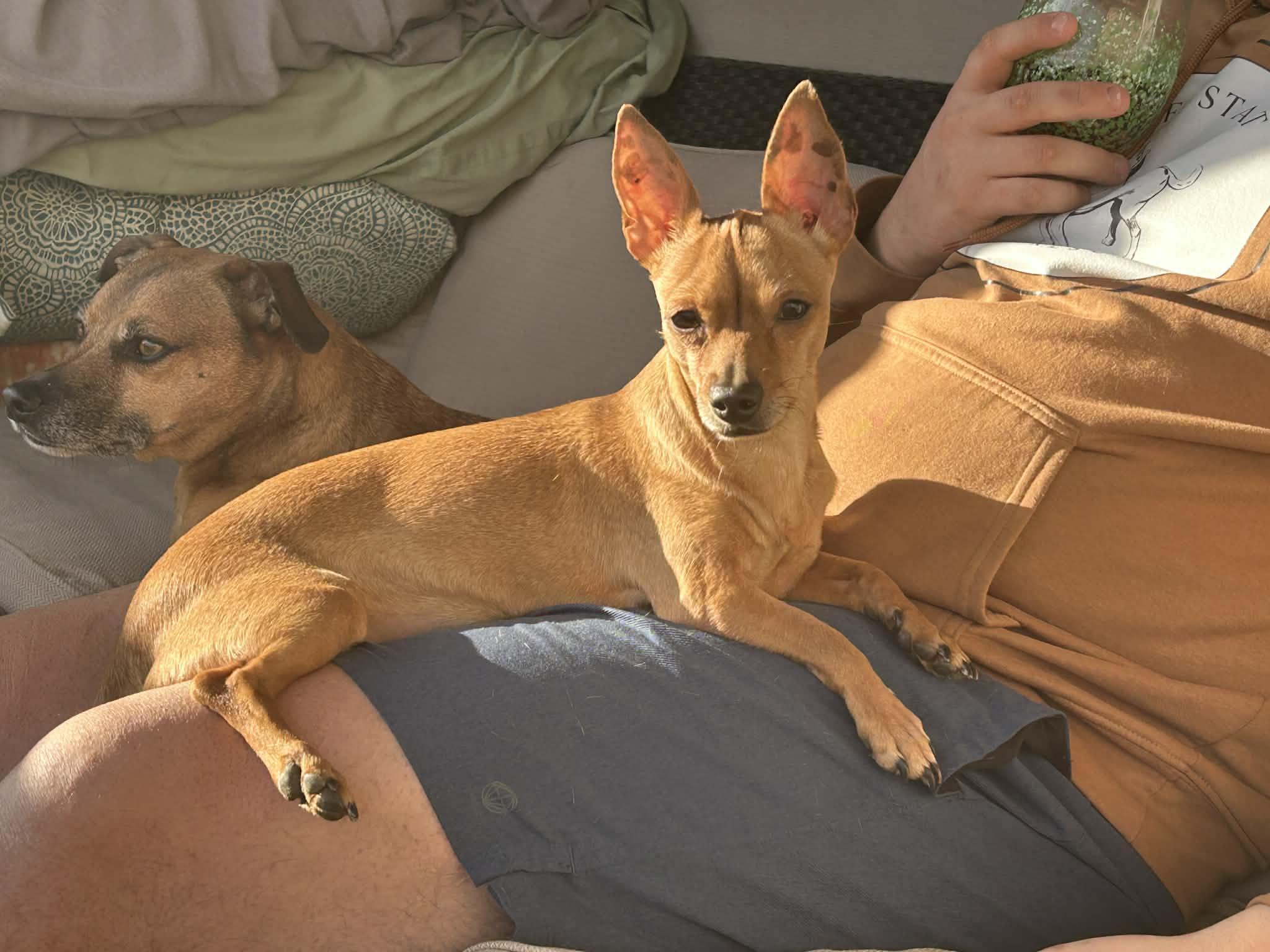 Penny, ADOPTABLE, Adult Female Chihuahua.